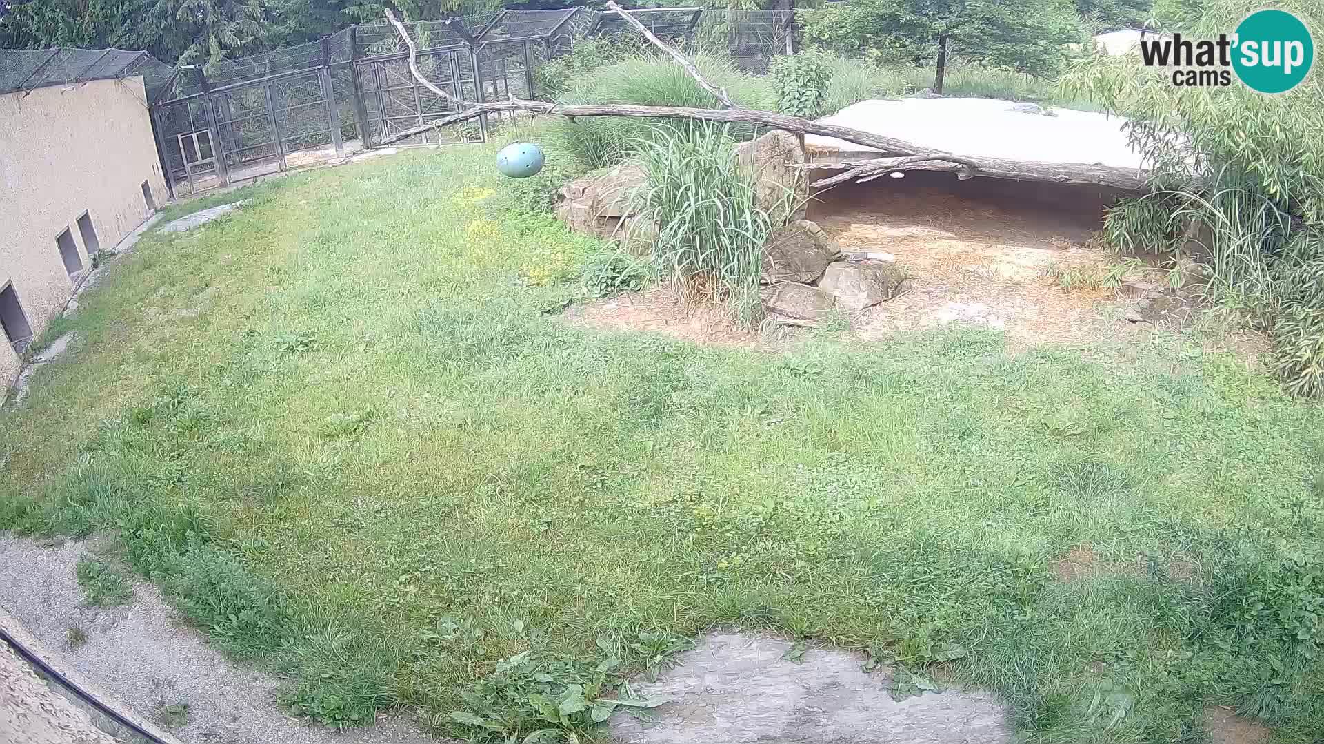 LION webcam en direct du zoo de Ljubljana – Slovénie