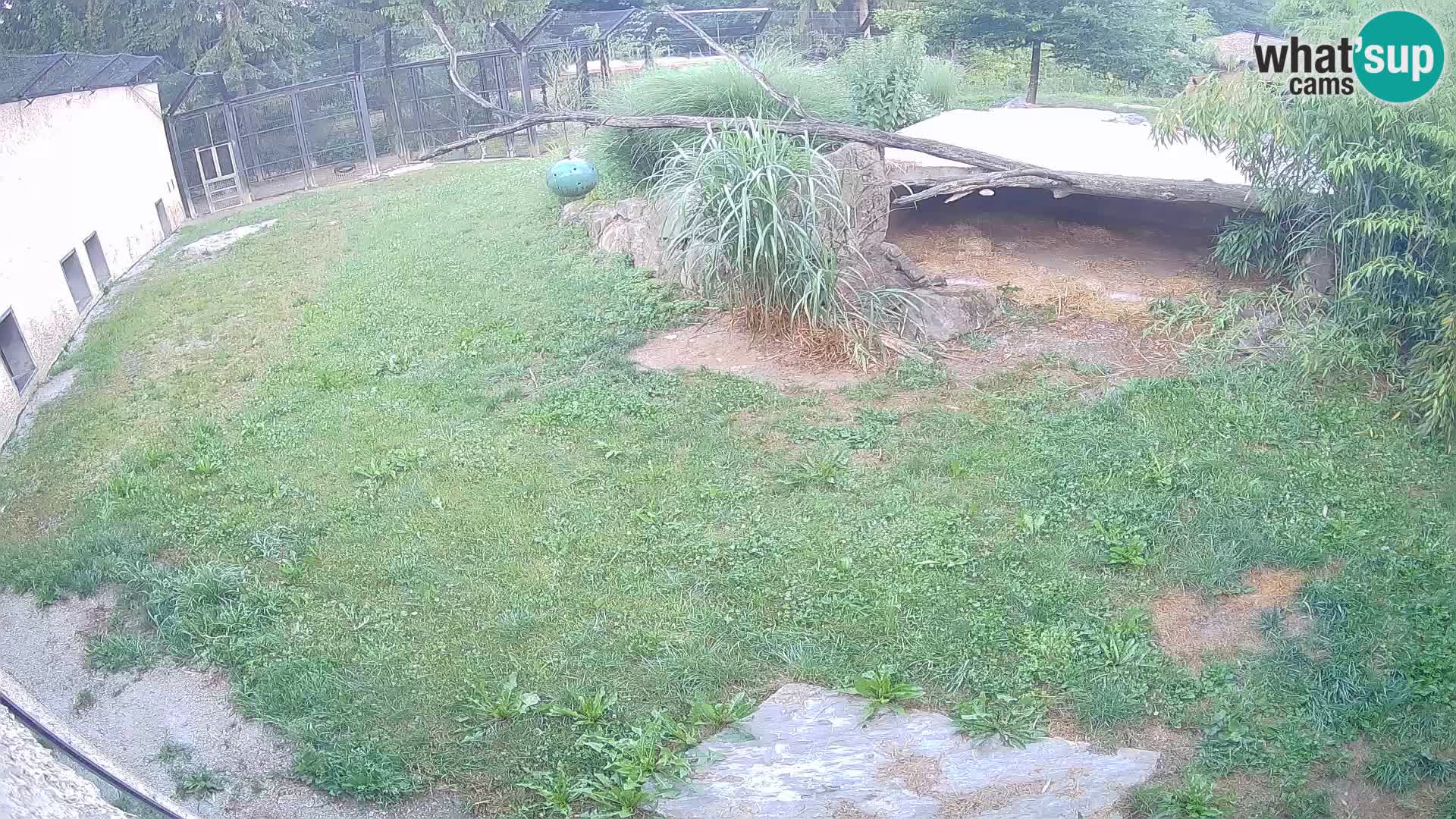 LION live Webcam in Ljubljana Zoo – Slovenia