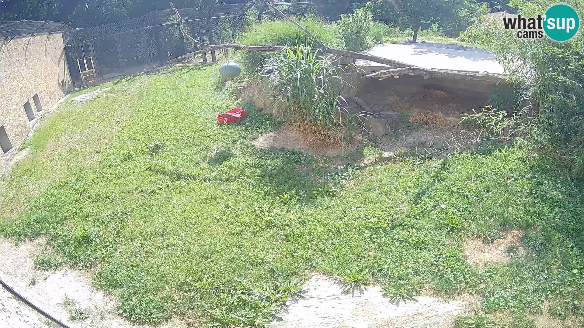 Löwe live Webcam im Zoo von Ljubljana – Slowenien