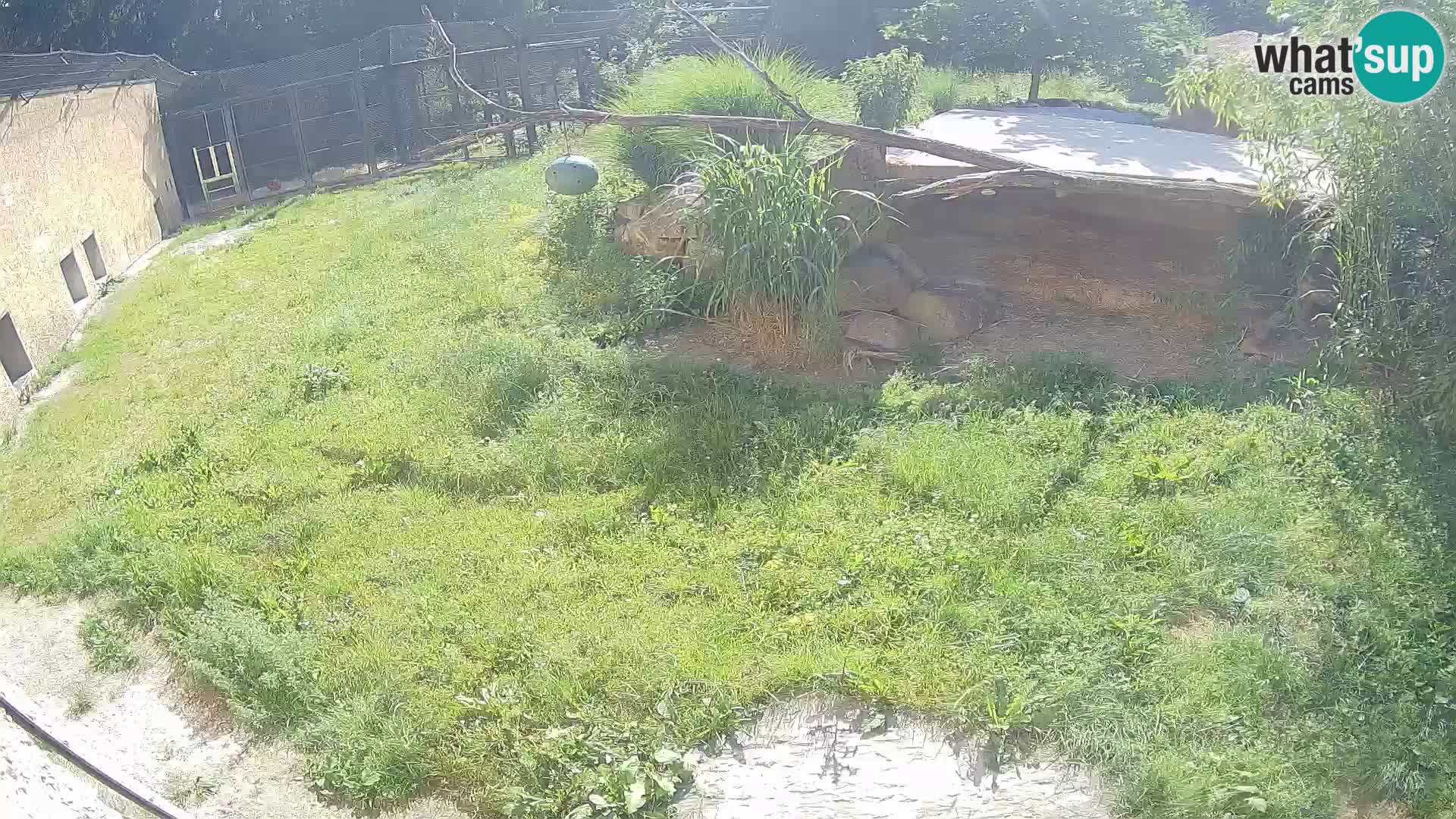 LEONE live Webcam nello zoo di Lubiana – Slovenia