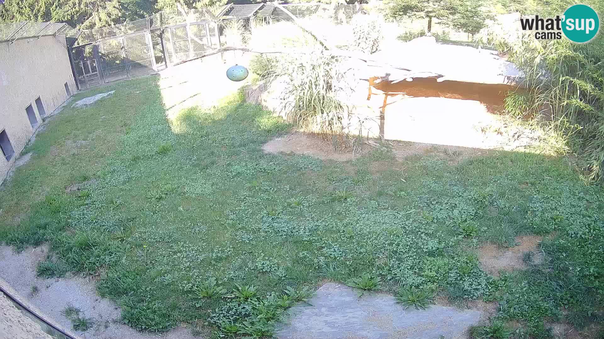 LION live Webcam in Ljubljana Zoo – Slovenia
