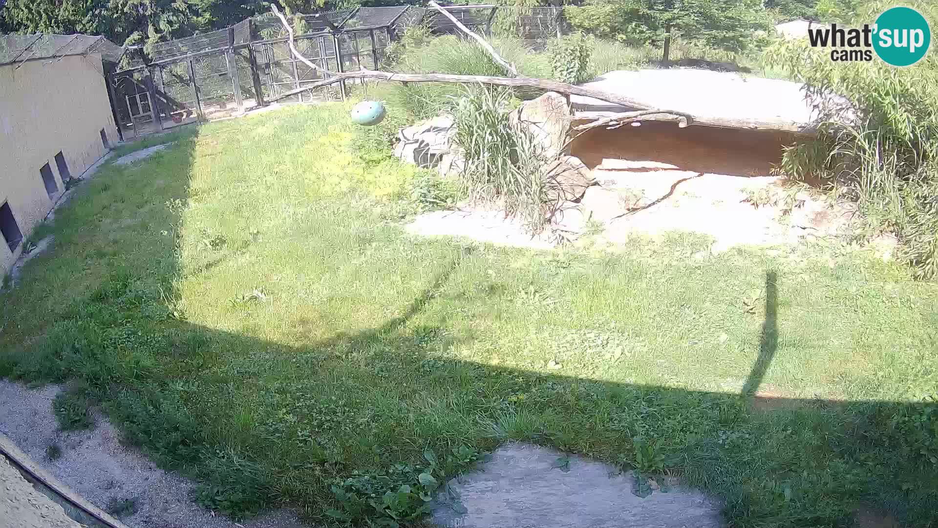 Lavovi web kamera uživo u ljubljanskom zoološkom vrtu – Slovenija