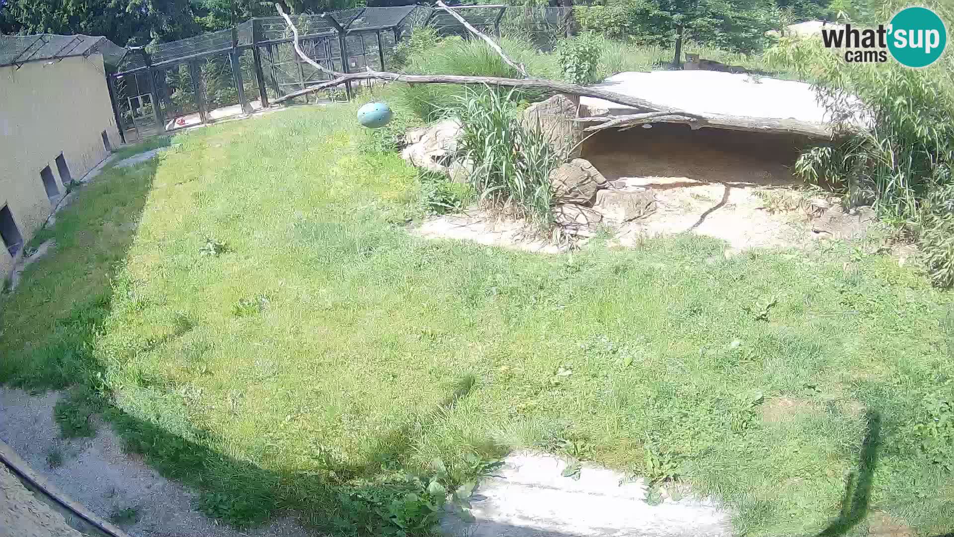 Lavovi web kamera uživo u ljubljanskom zoološkom vrtu – Slovenija