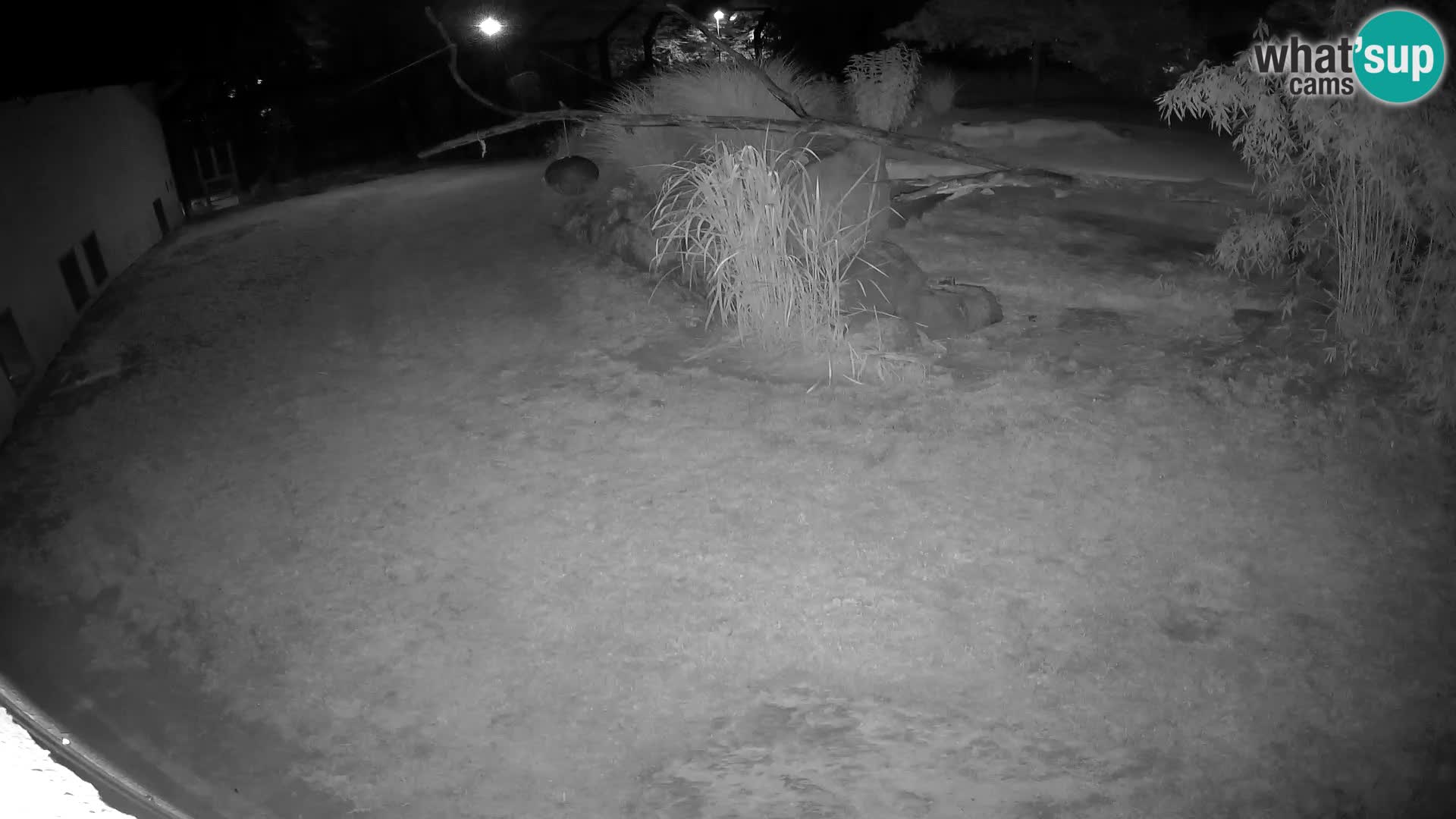 LION live Webcam in Ljubljana Zoo – Slovenia