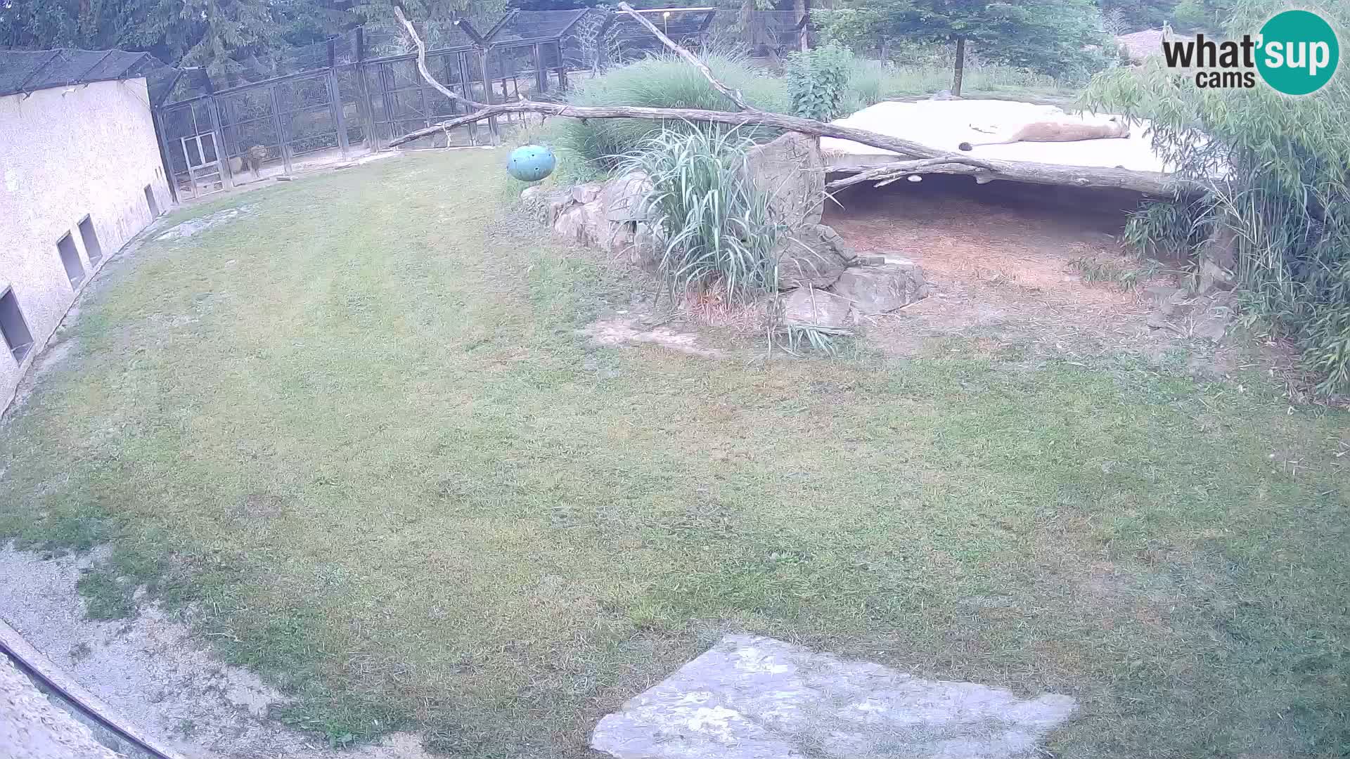 LION live Webcam in Ljubljana Zoo – Slovenia