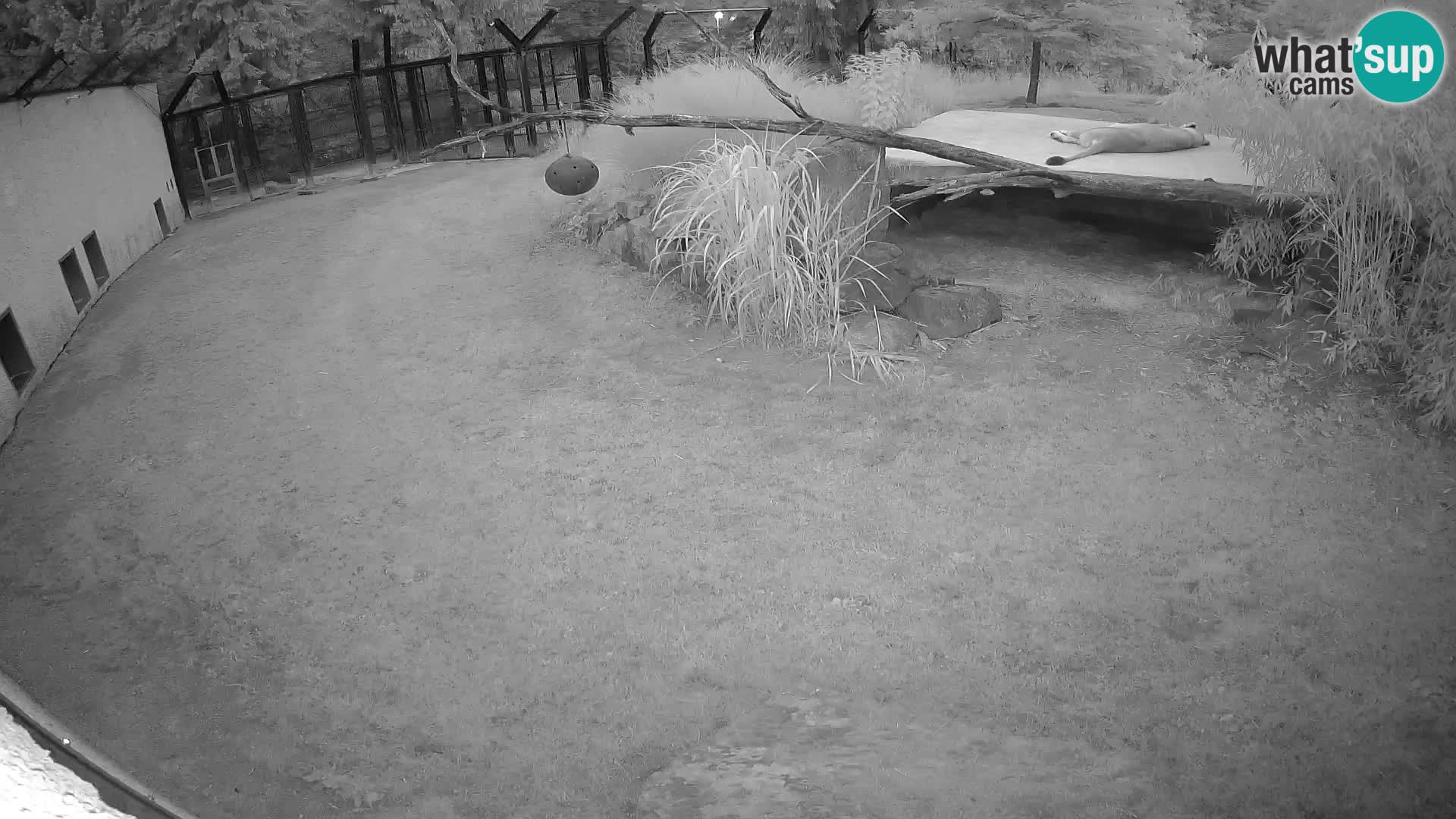 LION live Webcam in Ljubljana Zoo – Slovenia