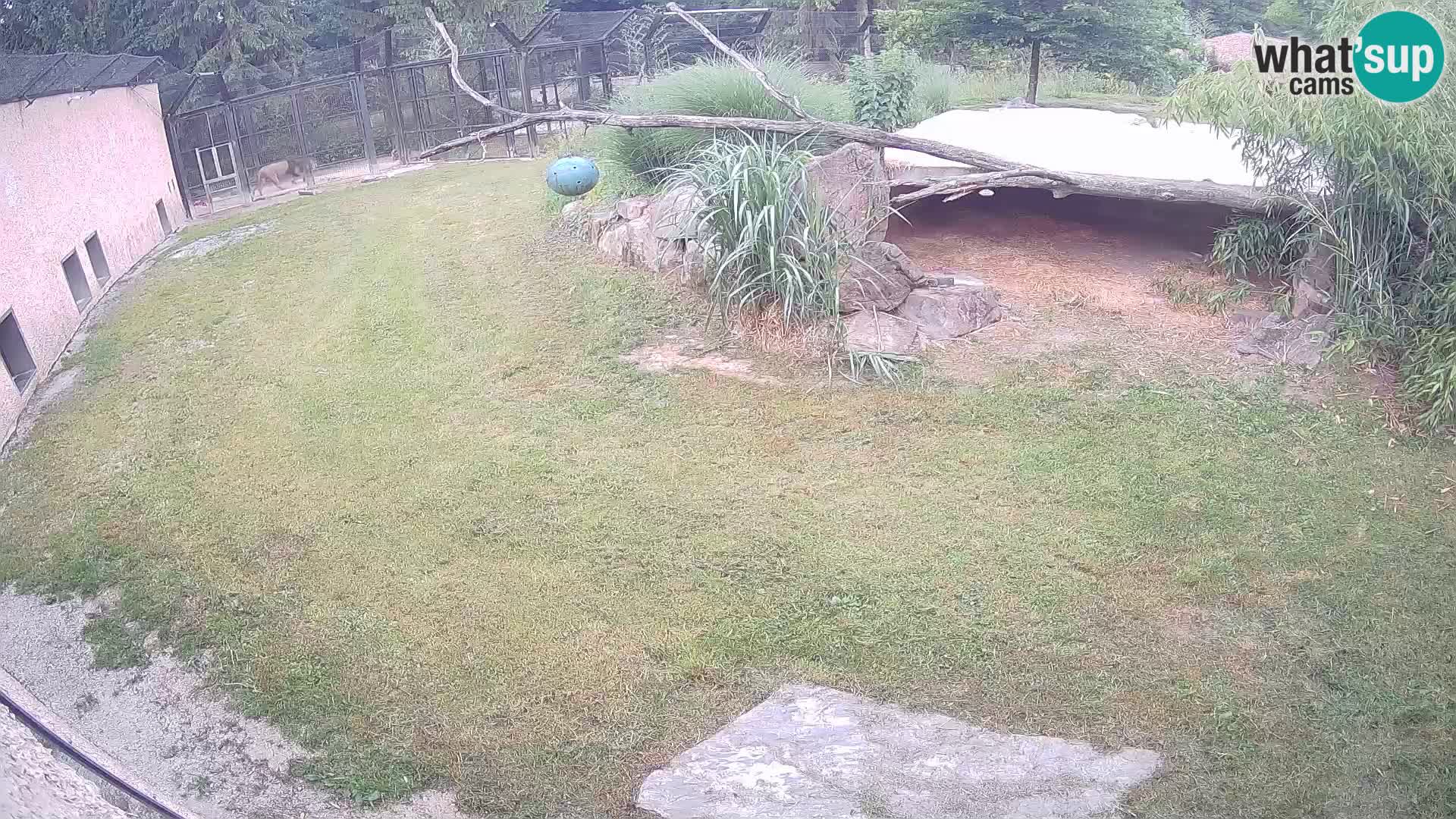 LION live Webcam in Ljubljana Zoo – Slovenia