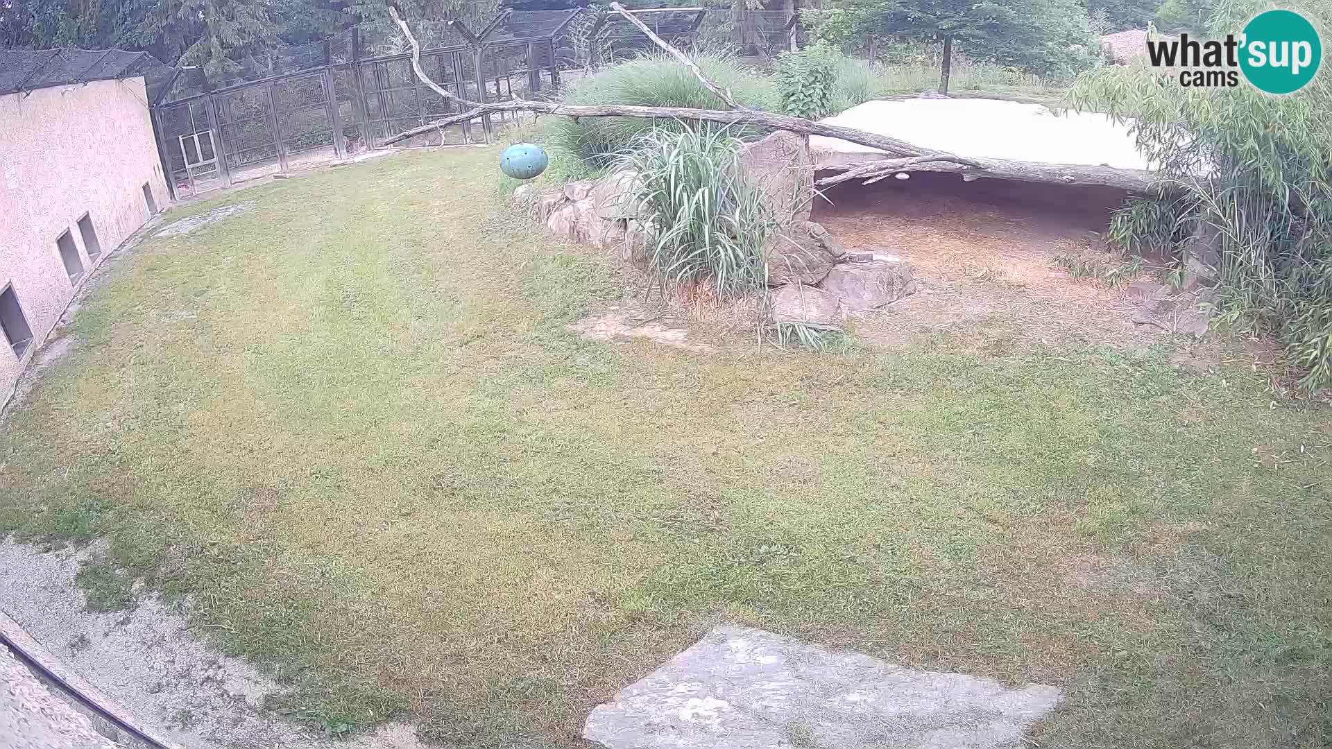 LION live Webcam in Ljubljana Zoo – Slovenia