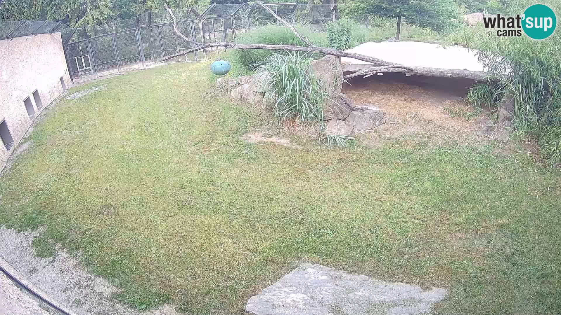 LION live Webcam in Ljubljana Zoo – Slovenia