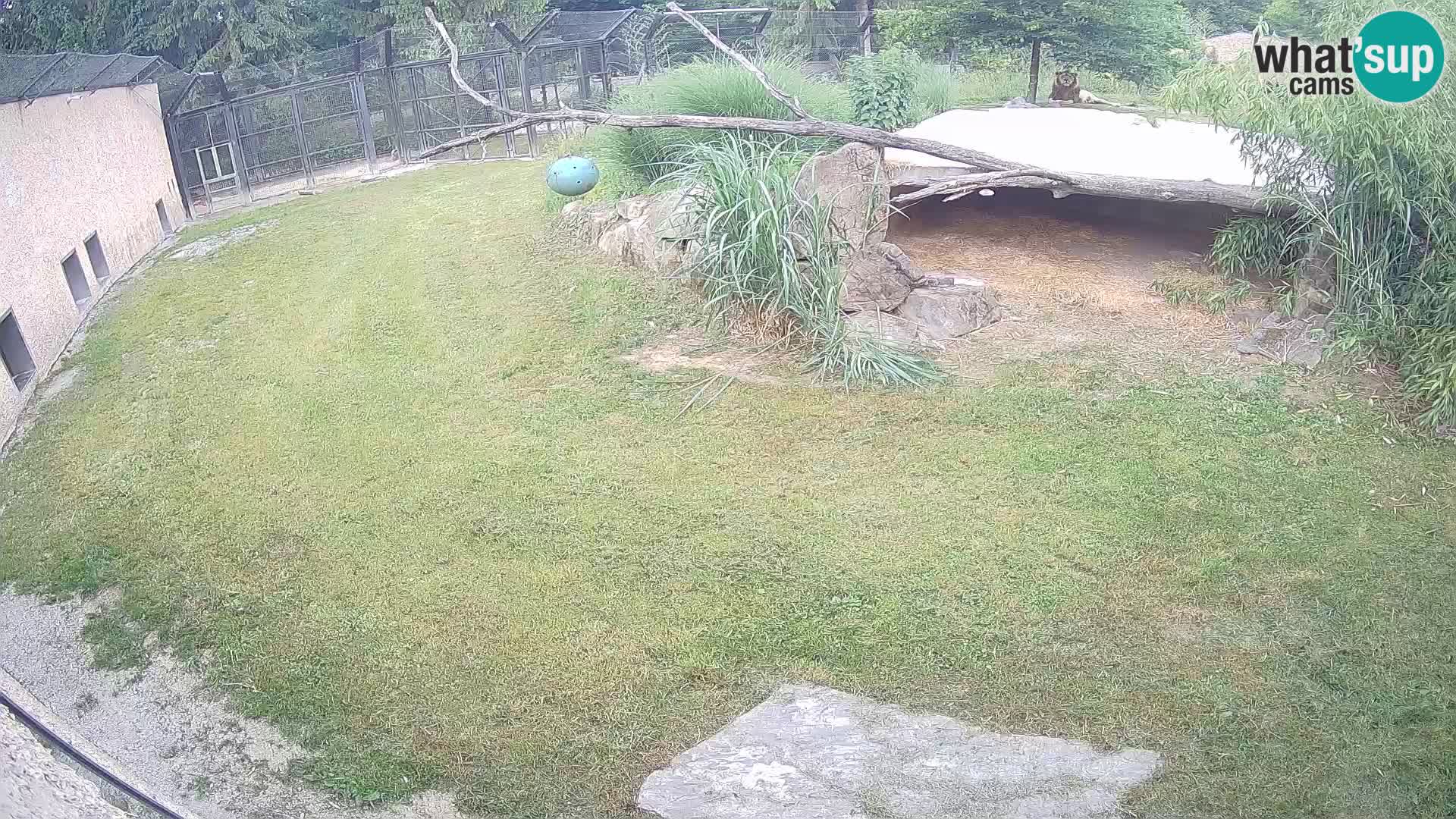 LEON Webcam en vivo en Ljubljana Zoo – Eslovenia