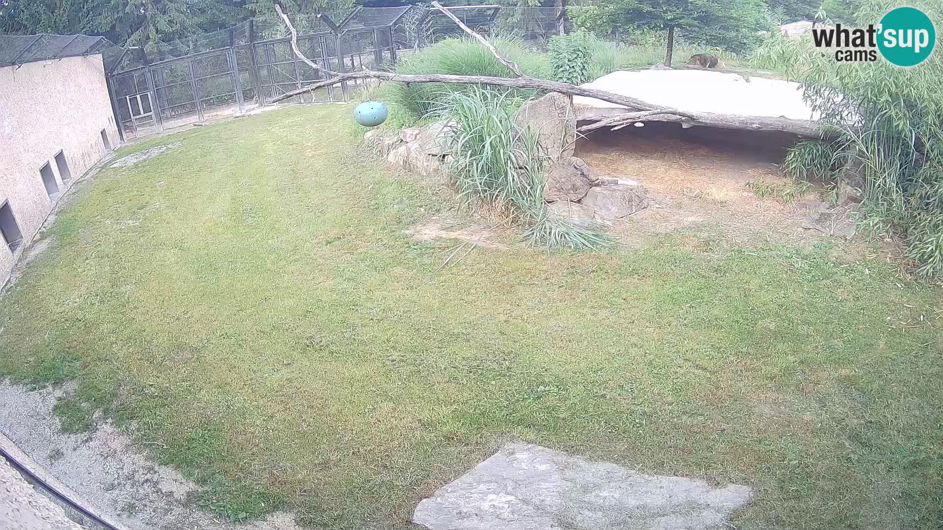 LEVI spletna kamera v živalskem vrtu Ljubljana Zoo