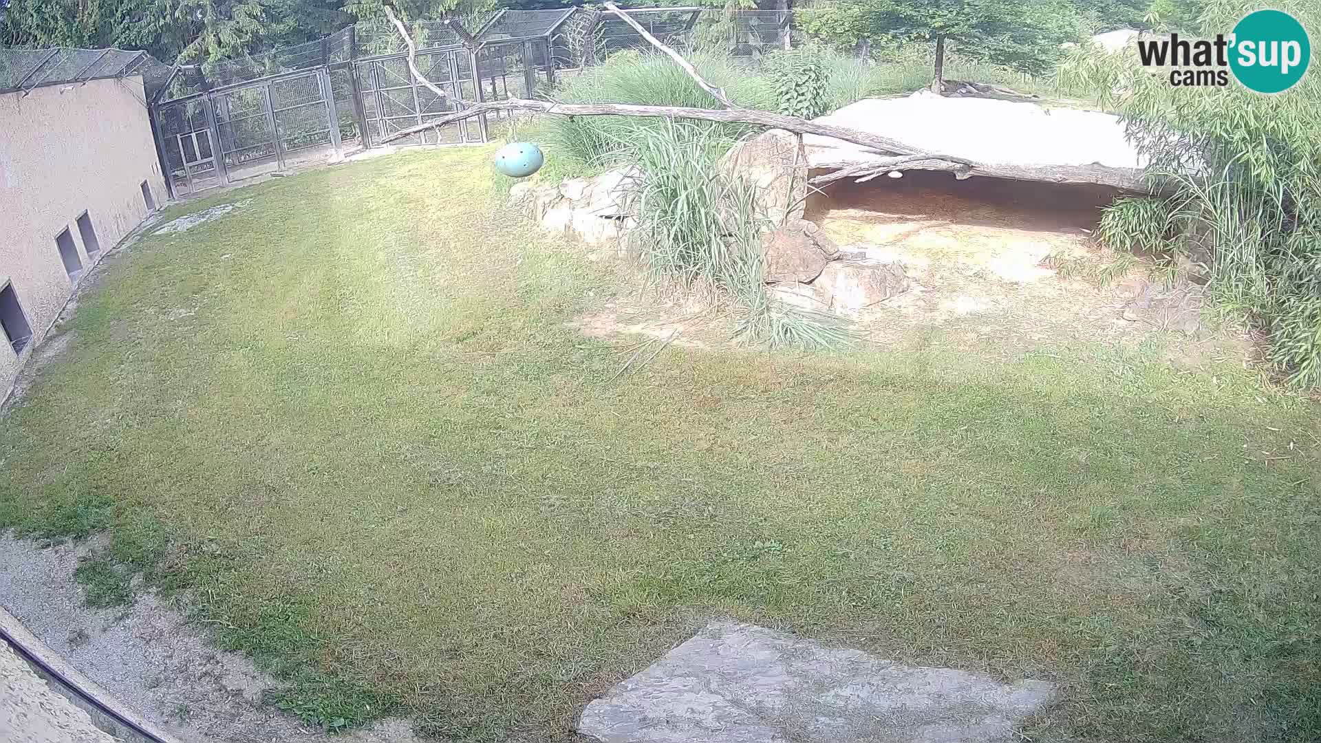 LEON Webcam en vivo en Ljubljana Zoo – Eslovenia