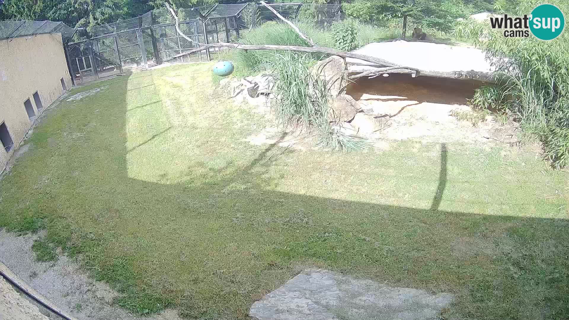 LEONE live Webcam nello zoo di Lubiana – Slovenia