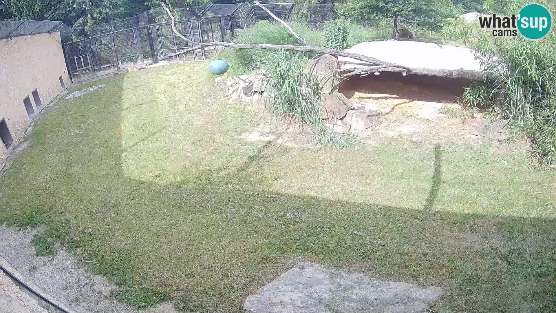 LEON Webcam en vivo en Ljubljana Zoo – Eslovenia