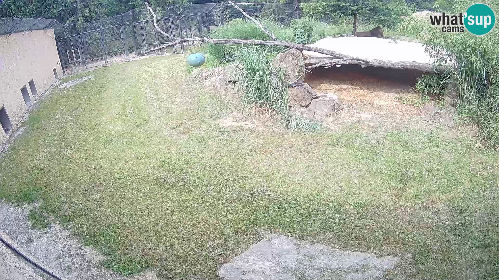 LEONE live Webcam nello zoo di Lubiana – Slovenia