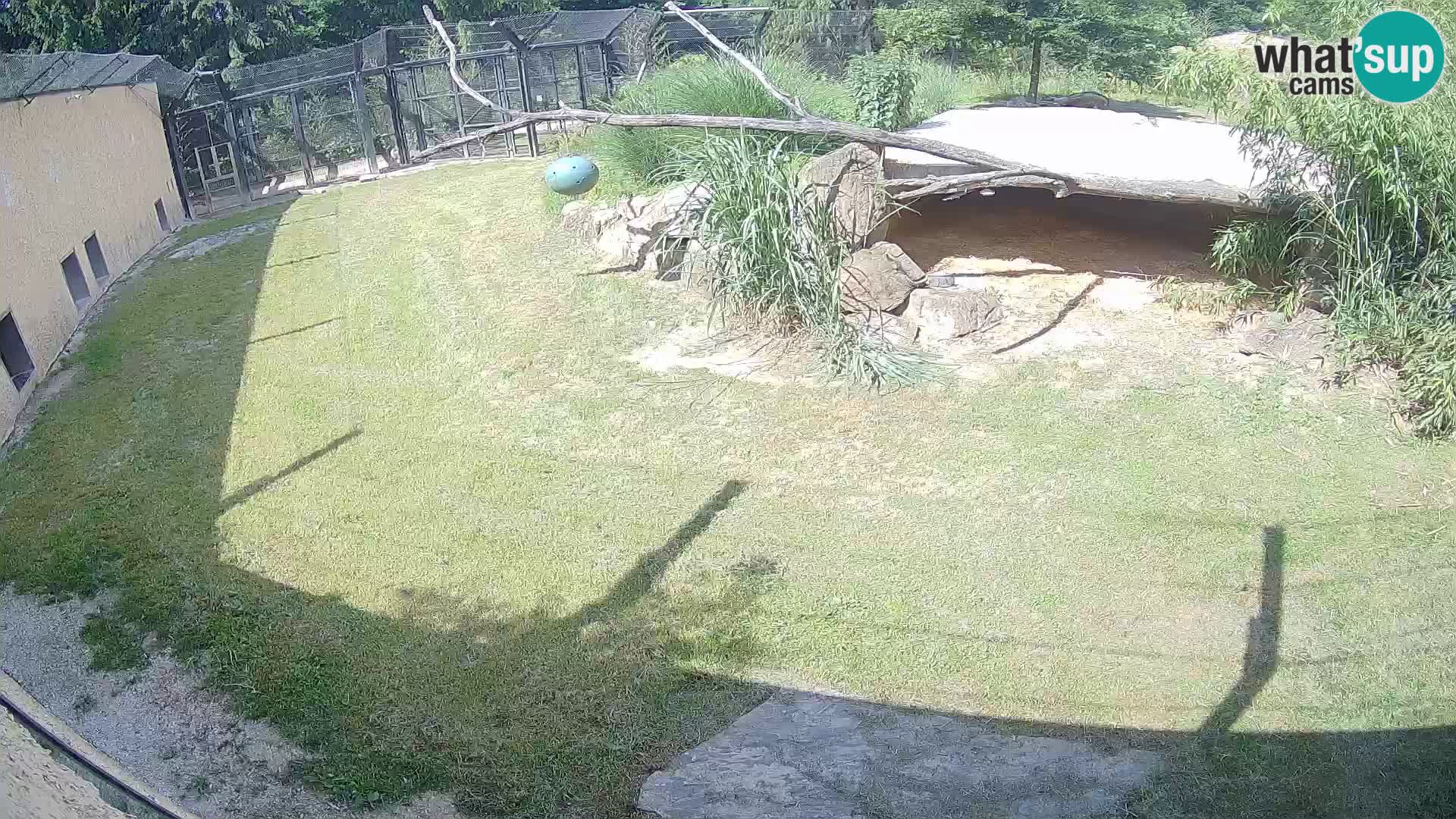 LEVI spletna kamera v živalskem vrtu Ljubljana Zoo