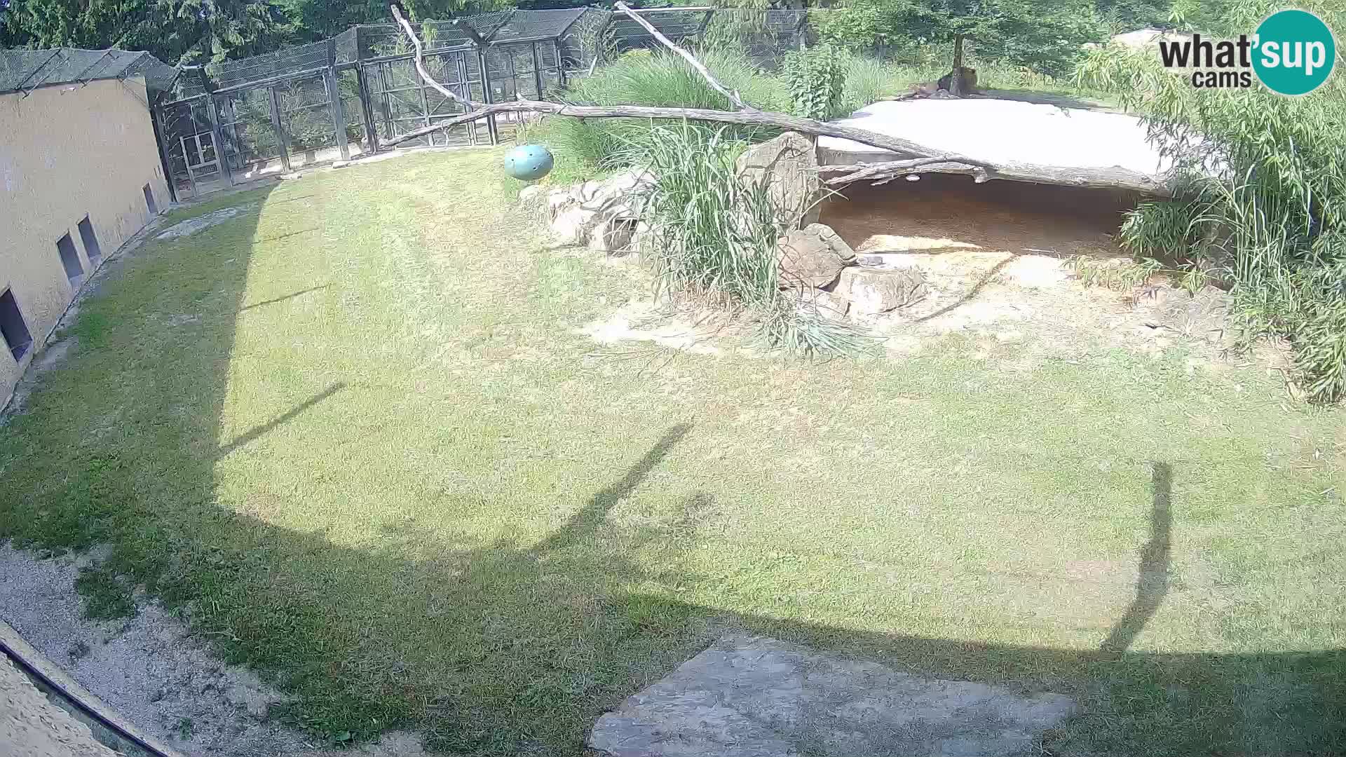 LEVI spletna kamera v živalskem vrtu Ljubljana Zoo