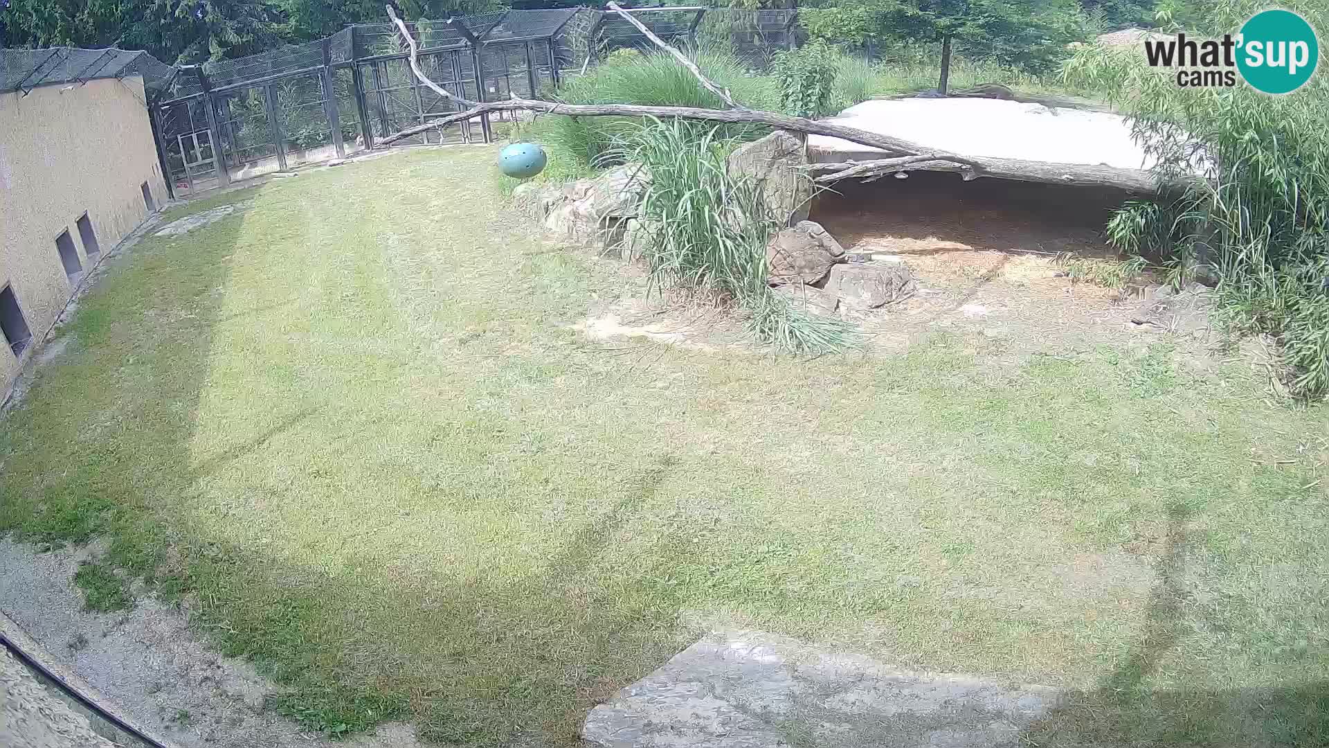 LEON Webcam en vivo en Ljubljana Zoo – Eslovenia