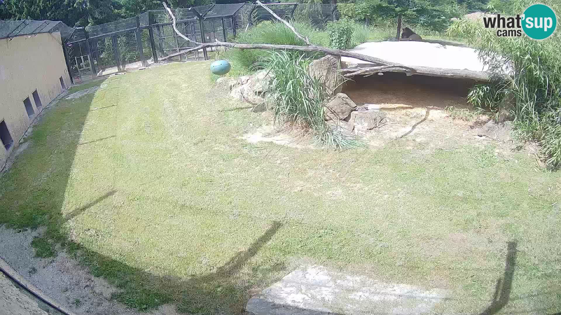LEONE live Webcam nello zoo di Lubiana – Slovenia