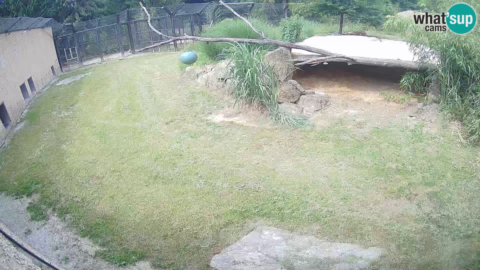 LEON Webcam en vivo en Ljubljana Zoo – Eslovenia