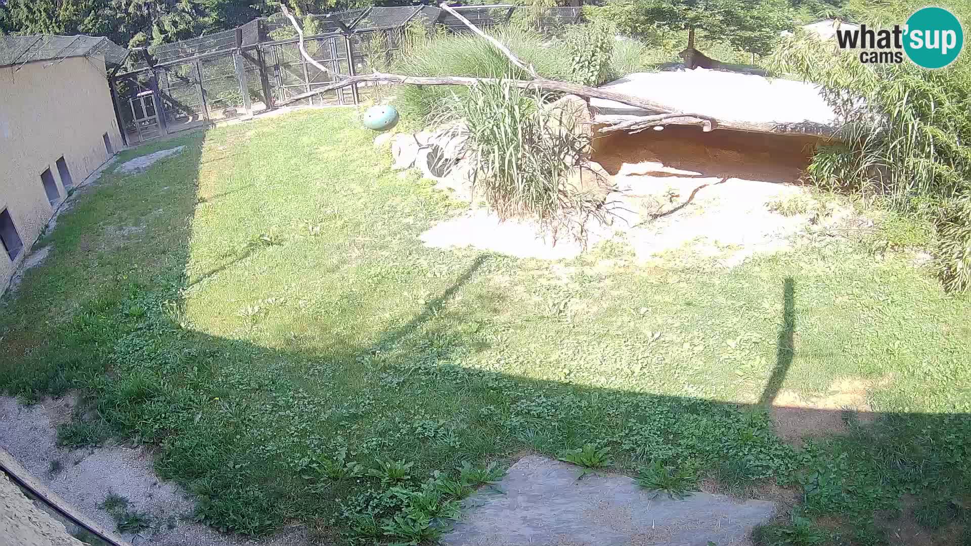 LION live Webcam in Ljubljana Zoo – Slovenia