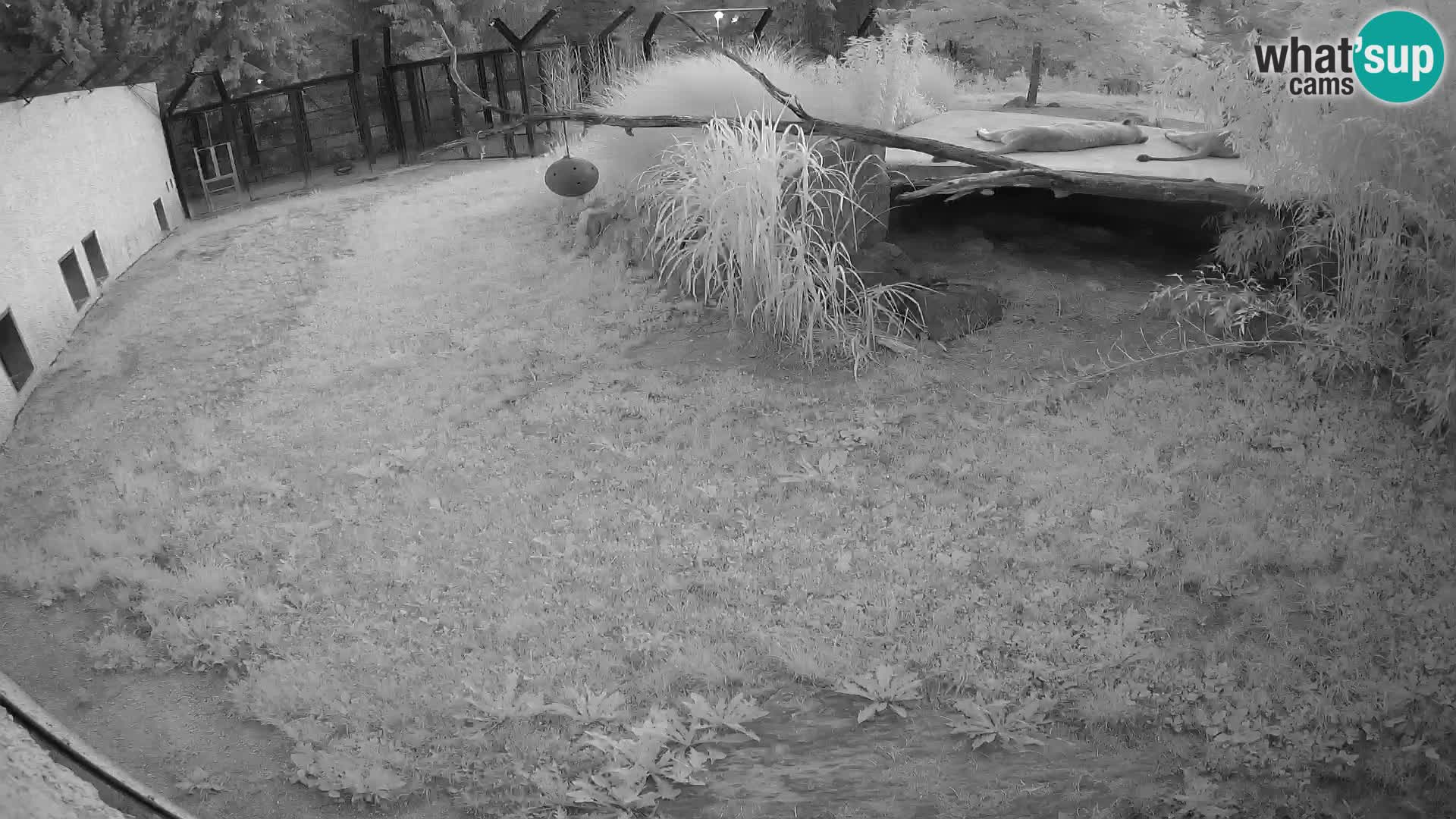 LION live Webcam in Ljubljana Zoo – Slovenia