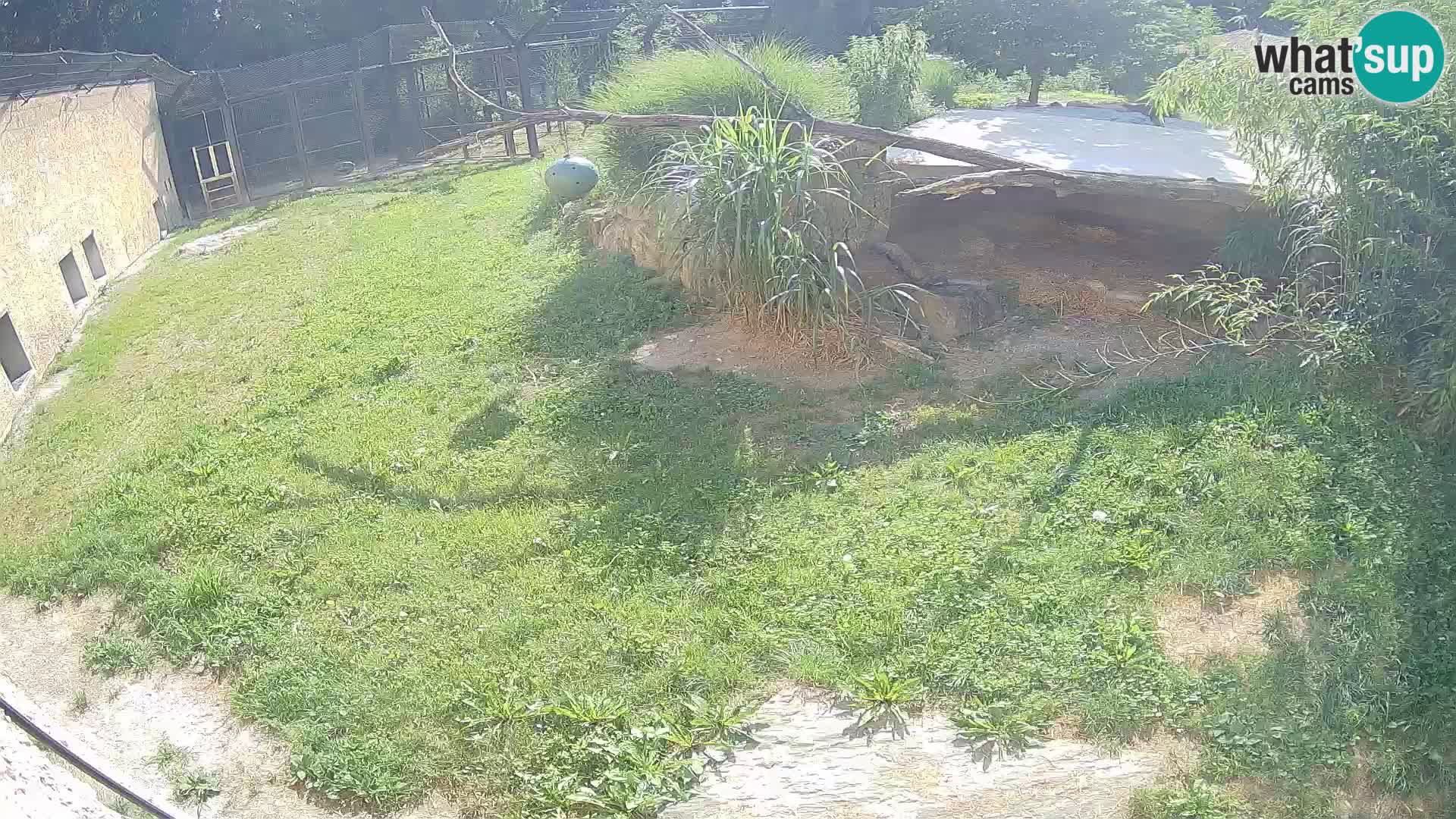 Löwe live Webcam im Zoo von Ljubljana – Slowenien