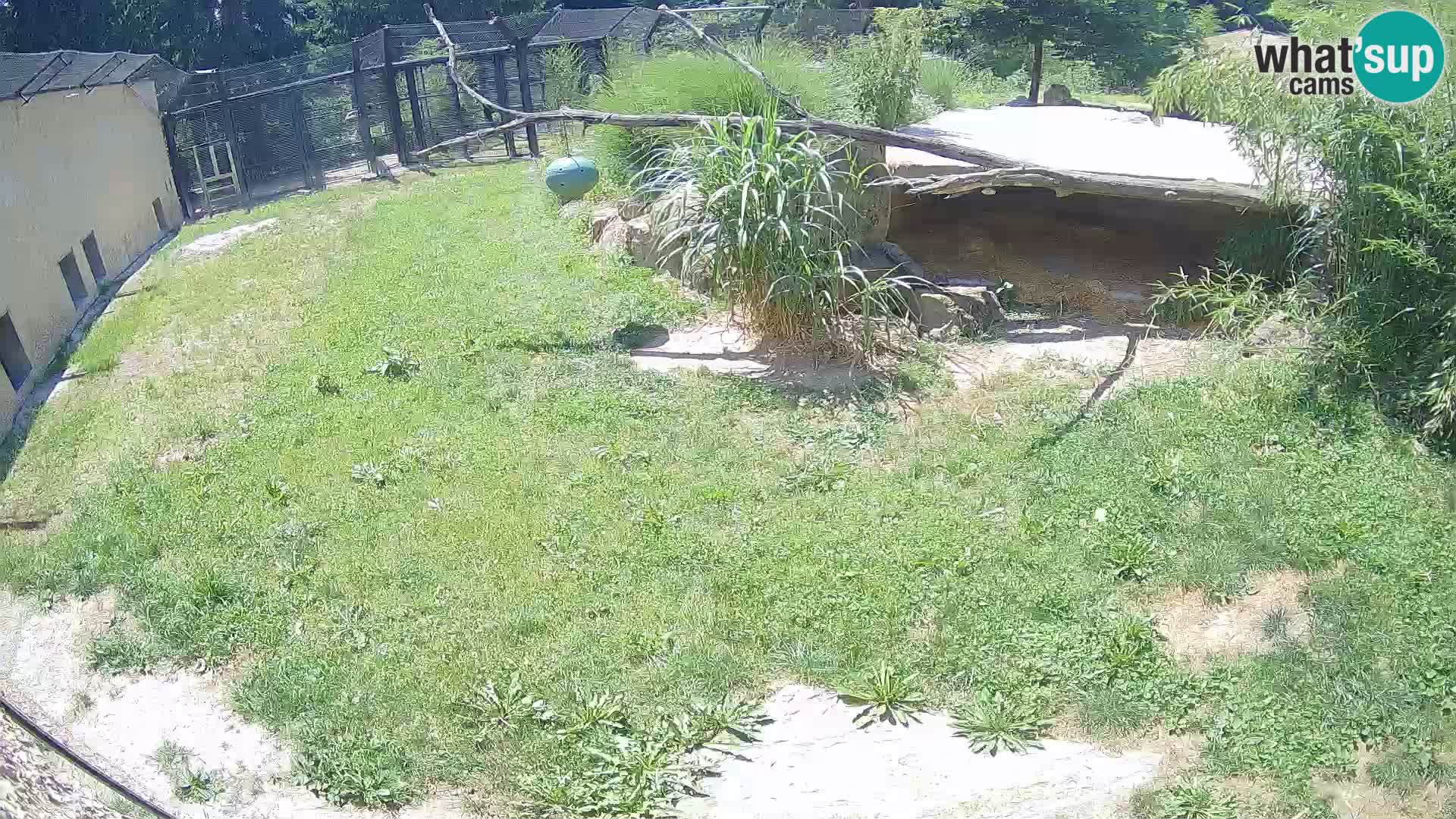 Löwe live Webcam im Zoo von Ljubljana – Slowenien