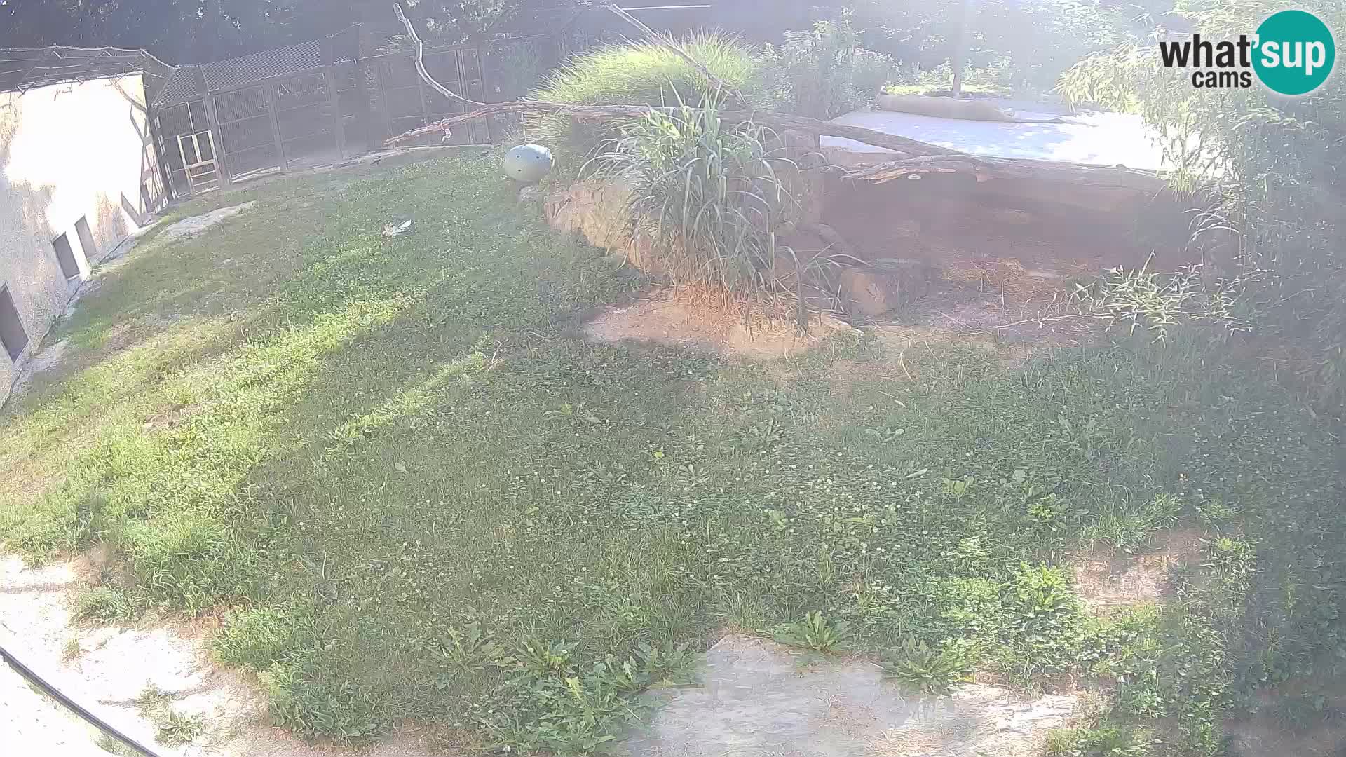 LION live Webcam in Ljubljana Zoo – Slovenia