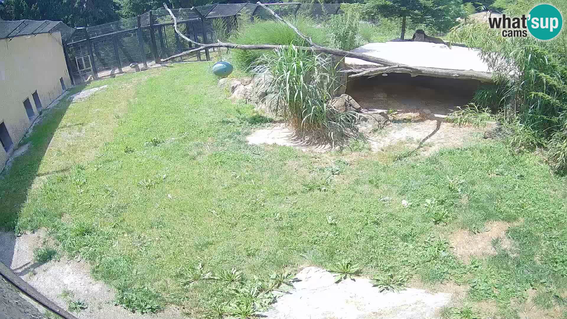 LEVI spletna kamera v živalskem vrtu Ljubljana Zoo