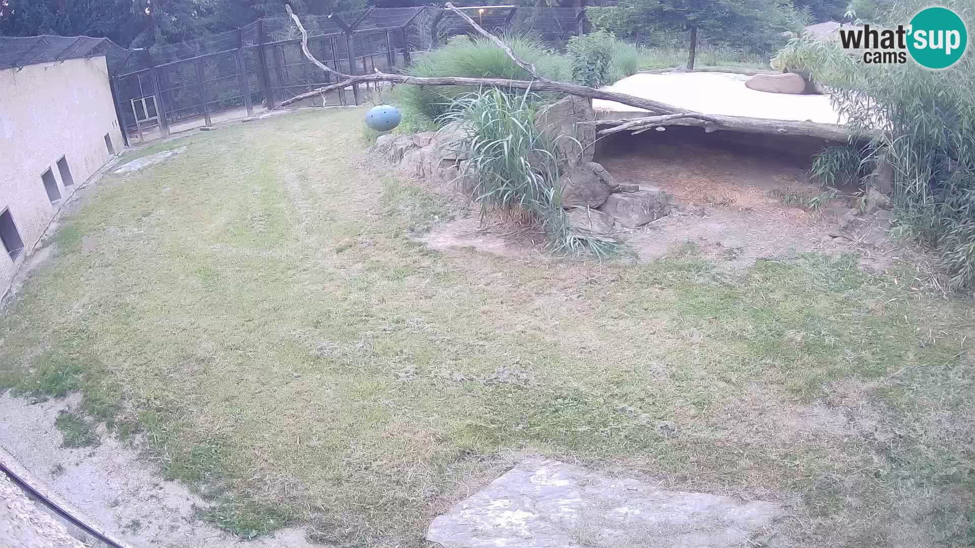 LION live Webcam in Ljubljana Zoo – Slovenia