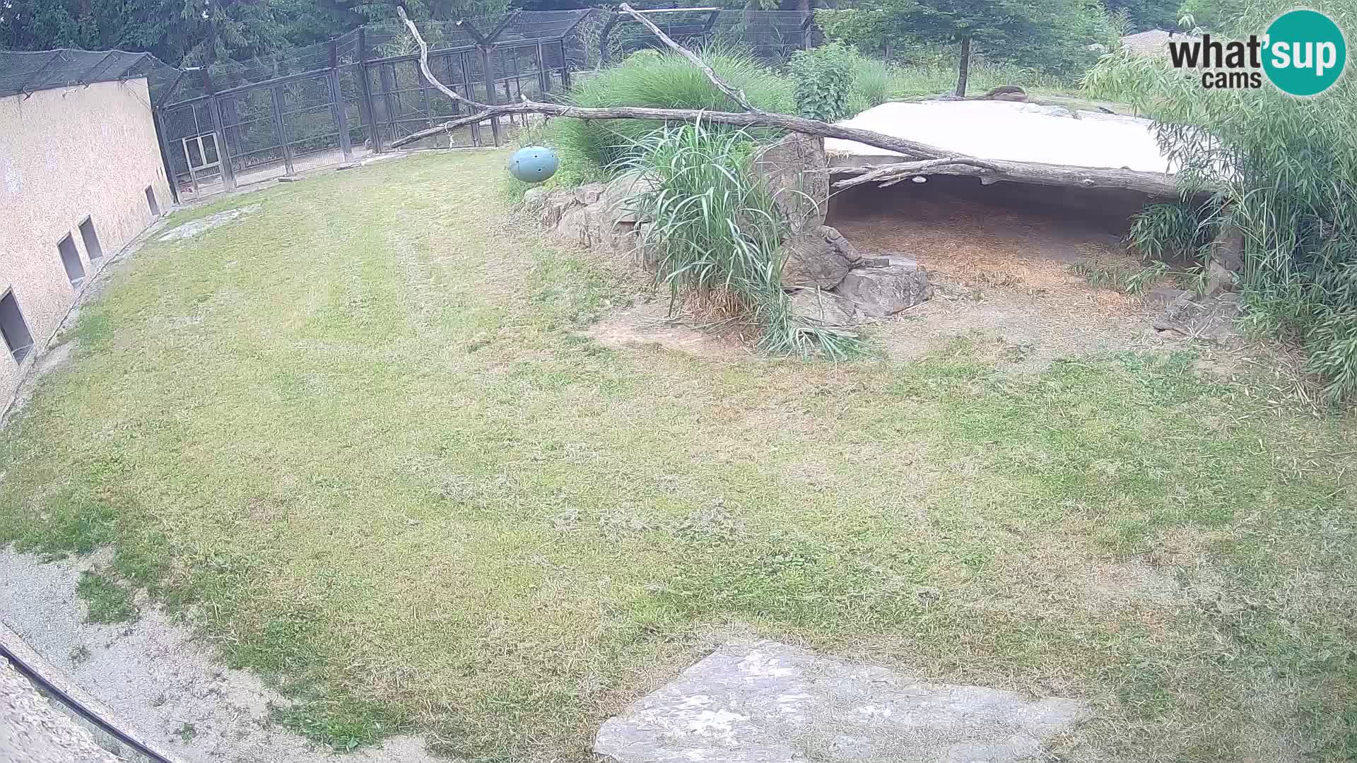 LION live Webcam in Ljubljana Zoo – Slovenia