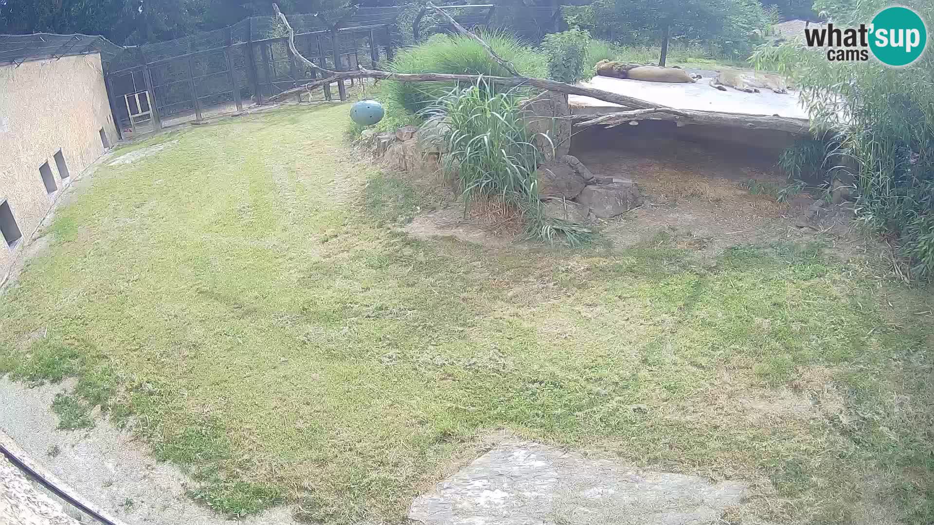 LION live Webcam in Ljubljana Zoo – Slovenia