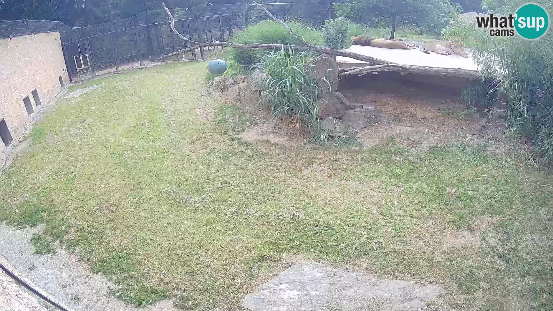 LION live Webcam in Ljubljana Zoo – Slovenia