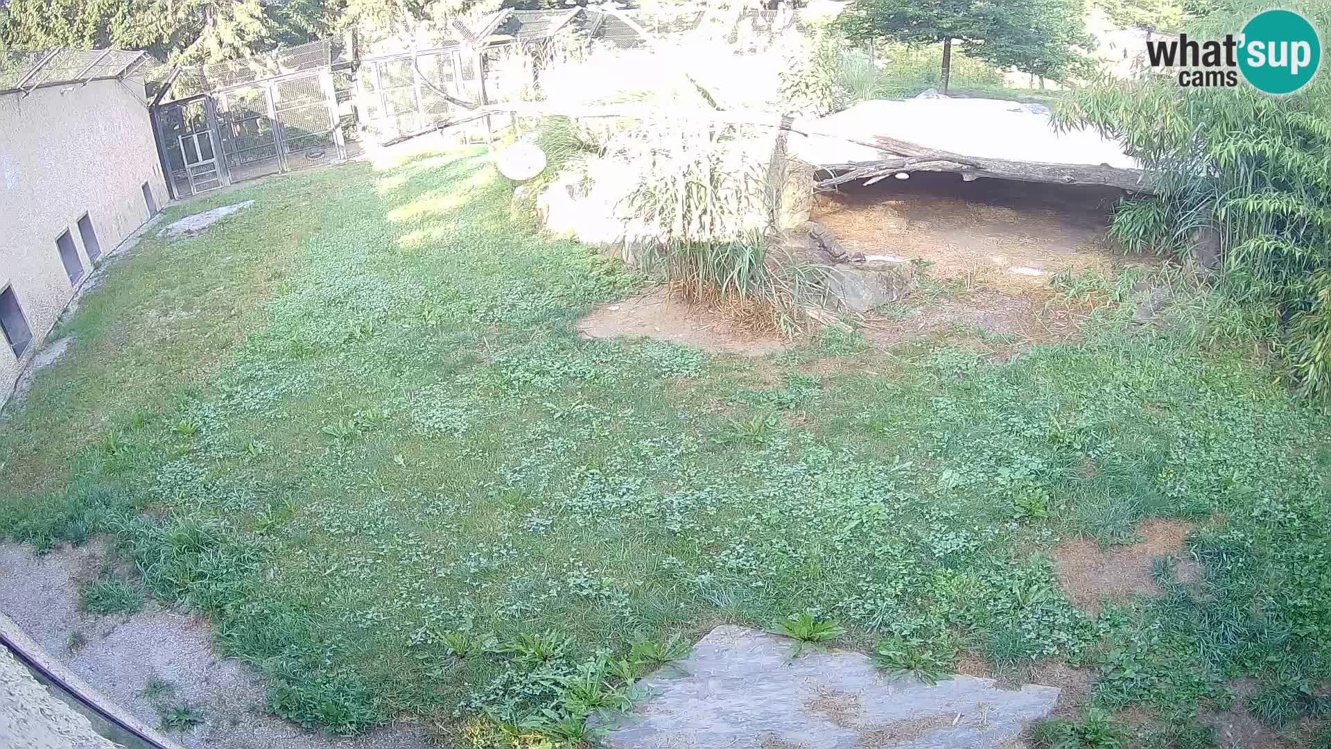 LION live Webcam in Ljubljana Zoo – Slovenia
