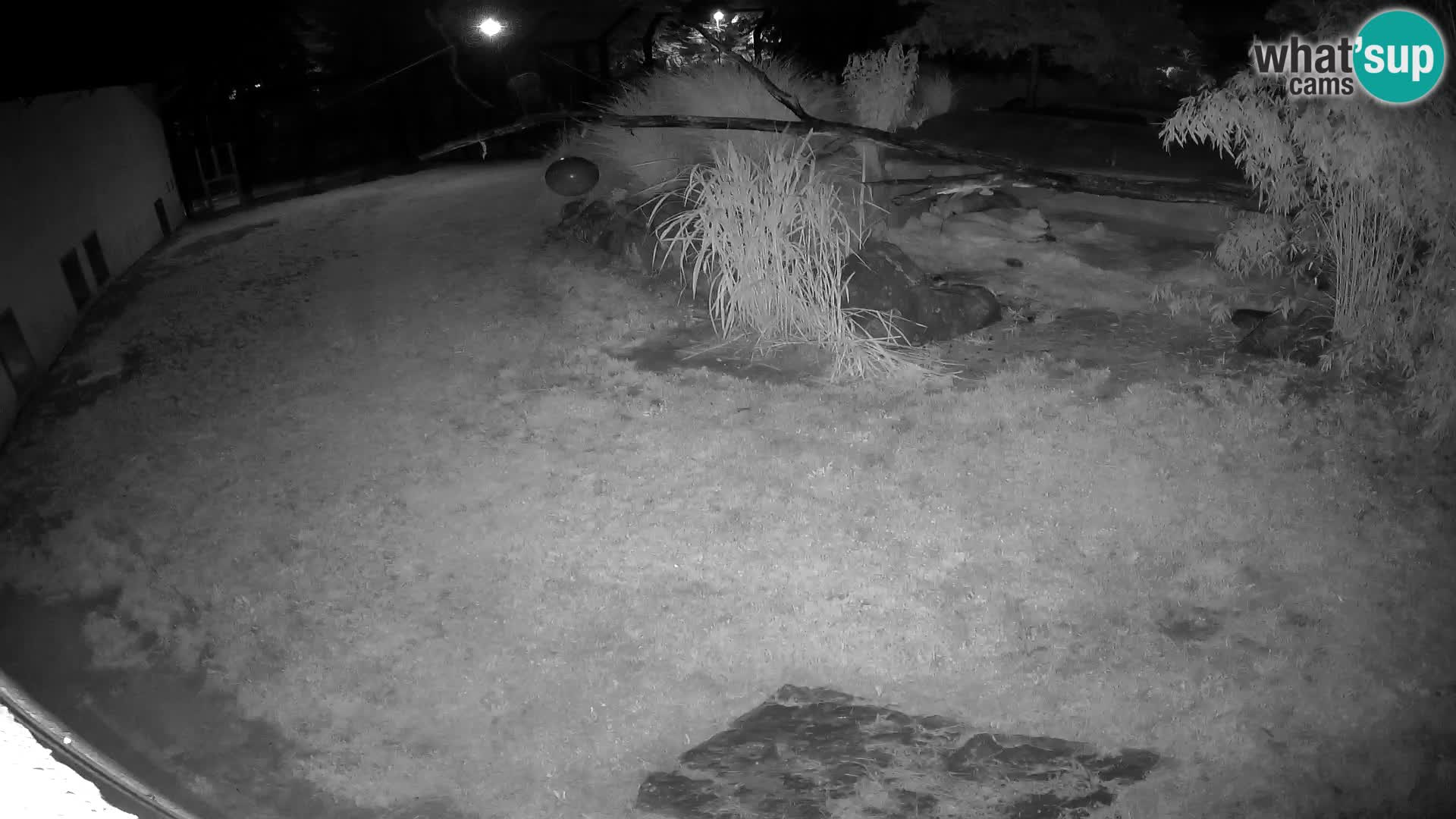 LEONE live Webcam nello zoo di Lubiana – Slovenia