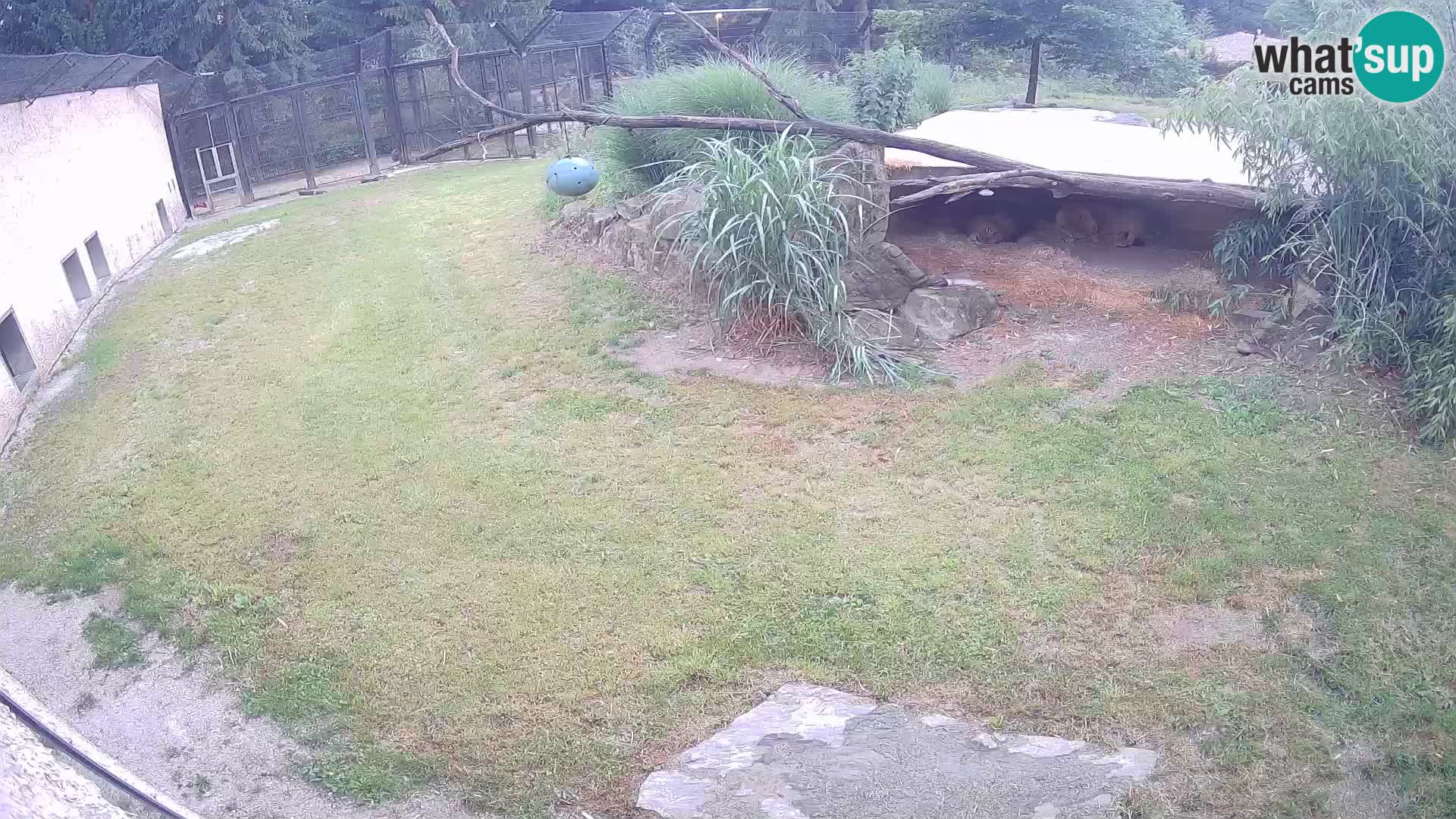 Löwe live Webcam im Zoo von Ljubljana – Slowenien