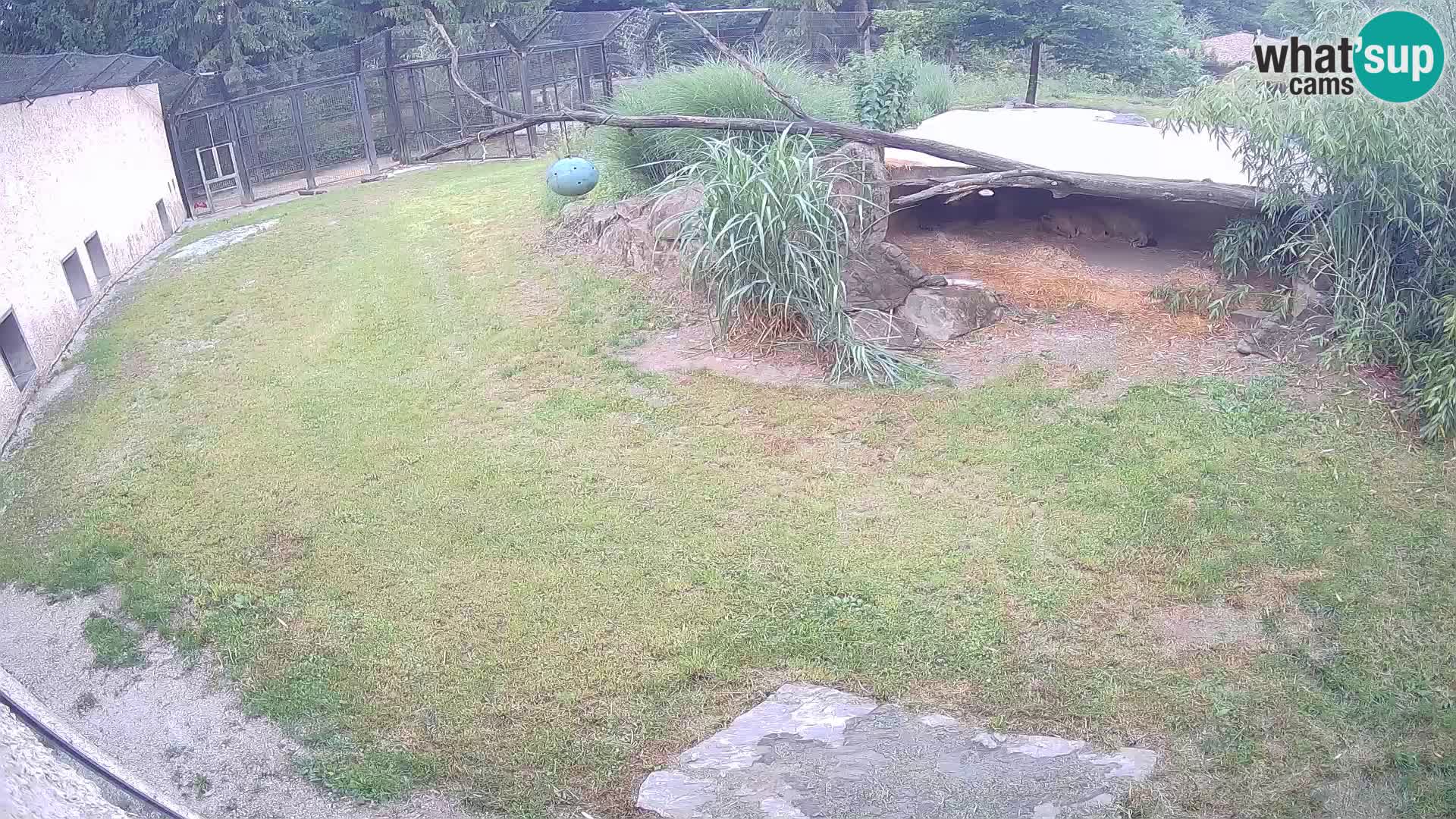 Löwe live Webcam im Zoo von Ljubljana – Slowenien