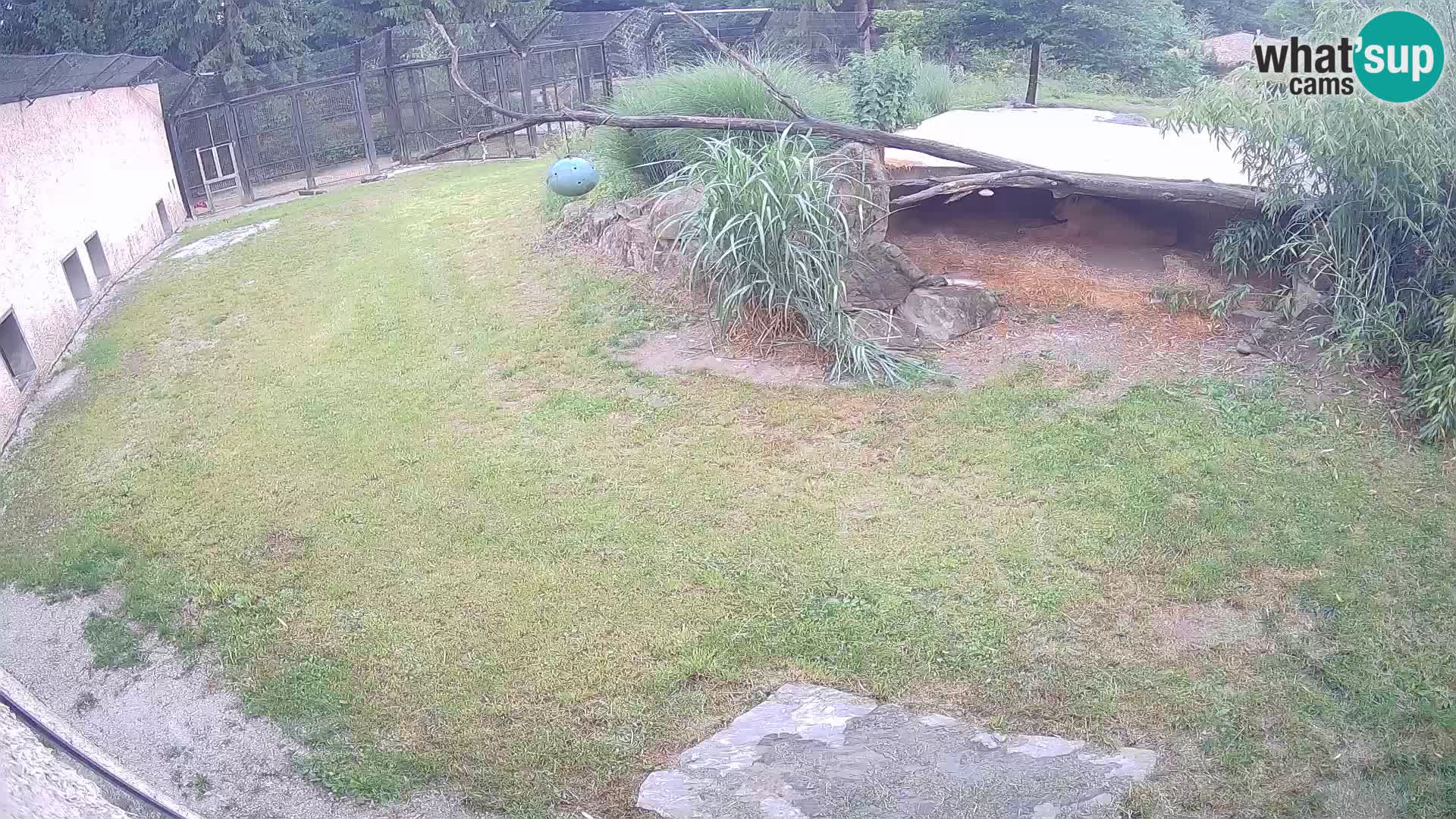 Löwe live Webcam im Zoo von Ljubljana – Slowenien