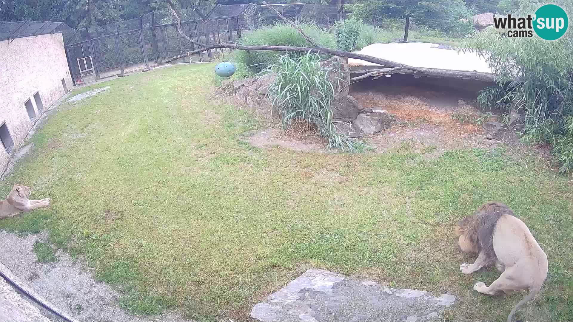 Löwe live Webcam im Zoo von Ljubljana – Slowenien