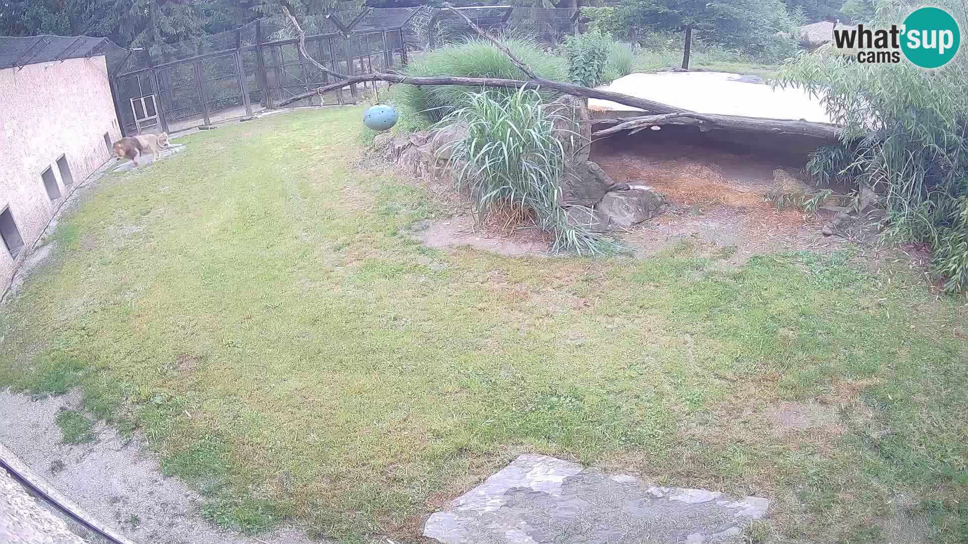LEONE live Webcam nello zoo di Lubiana – Slovenia