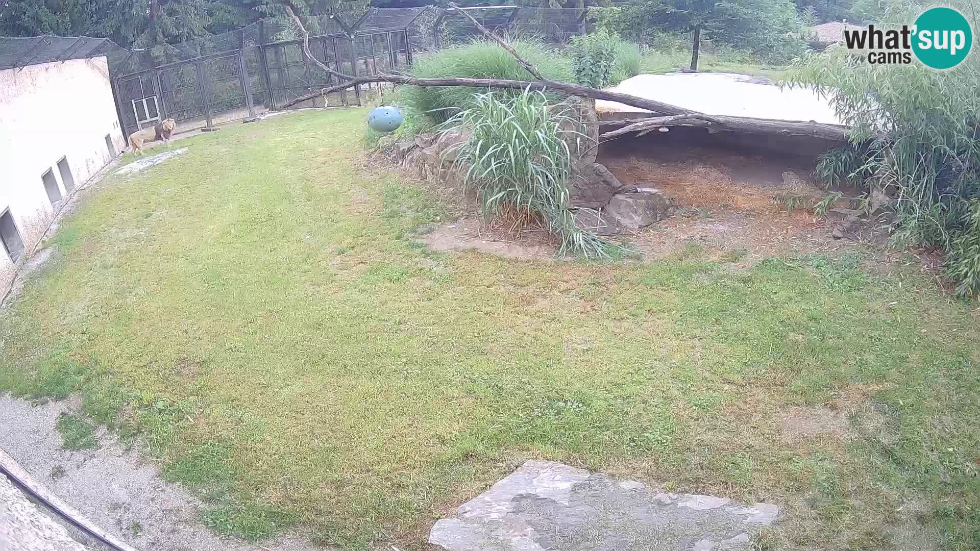 LEVI spletna kamera v živalskem vrtu Ljubljana Zoo