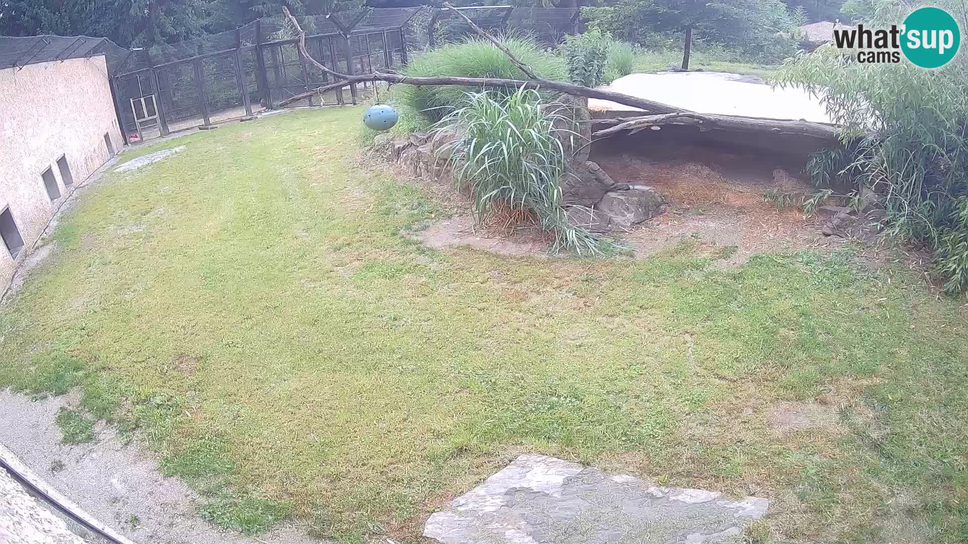 LEONE live Webcam nello zoo di Lubiana – Slovenia