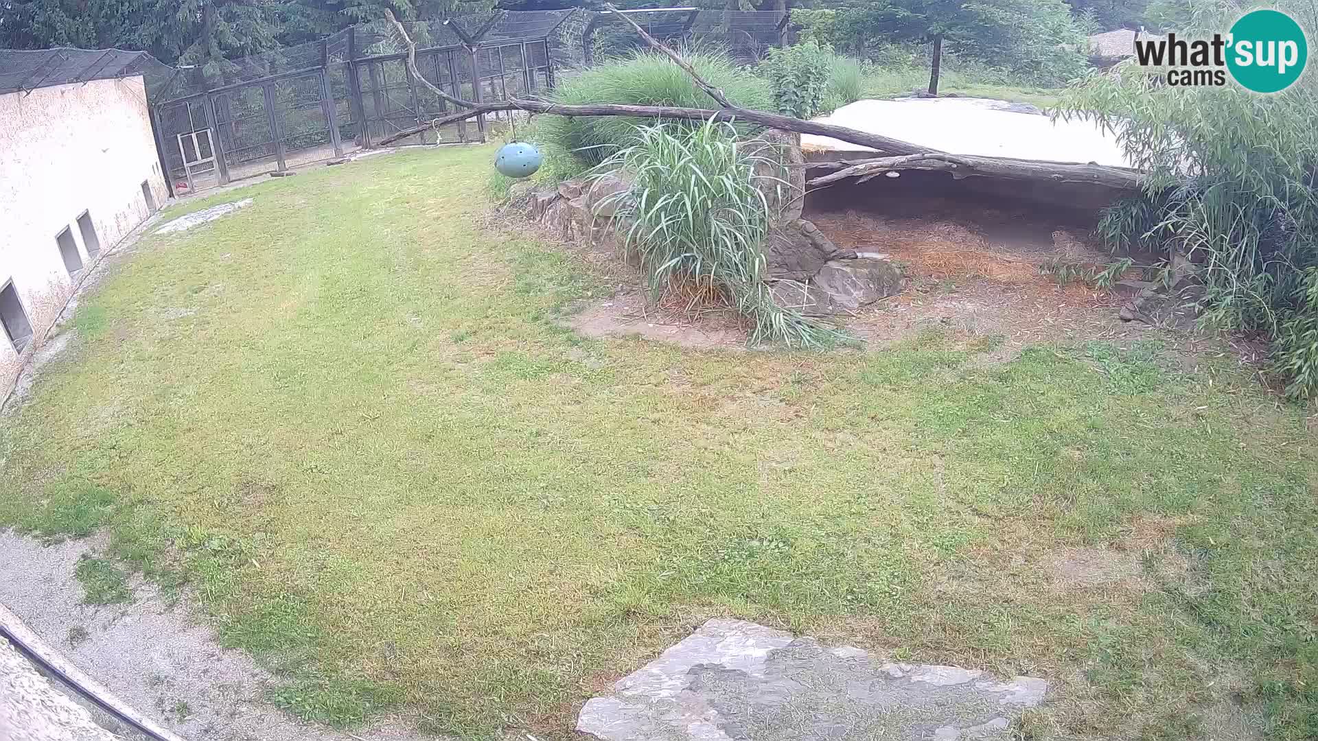 LEONE live Webcam nello zoo di Lubiana – Slovenia