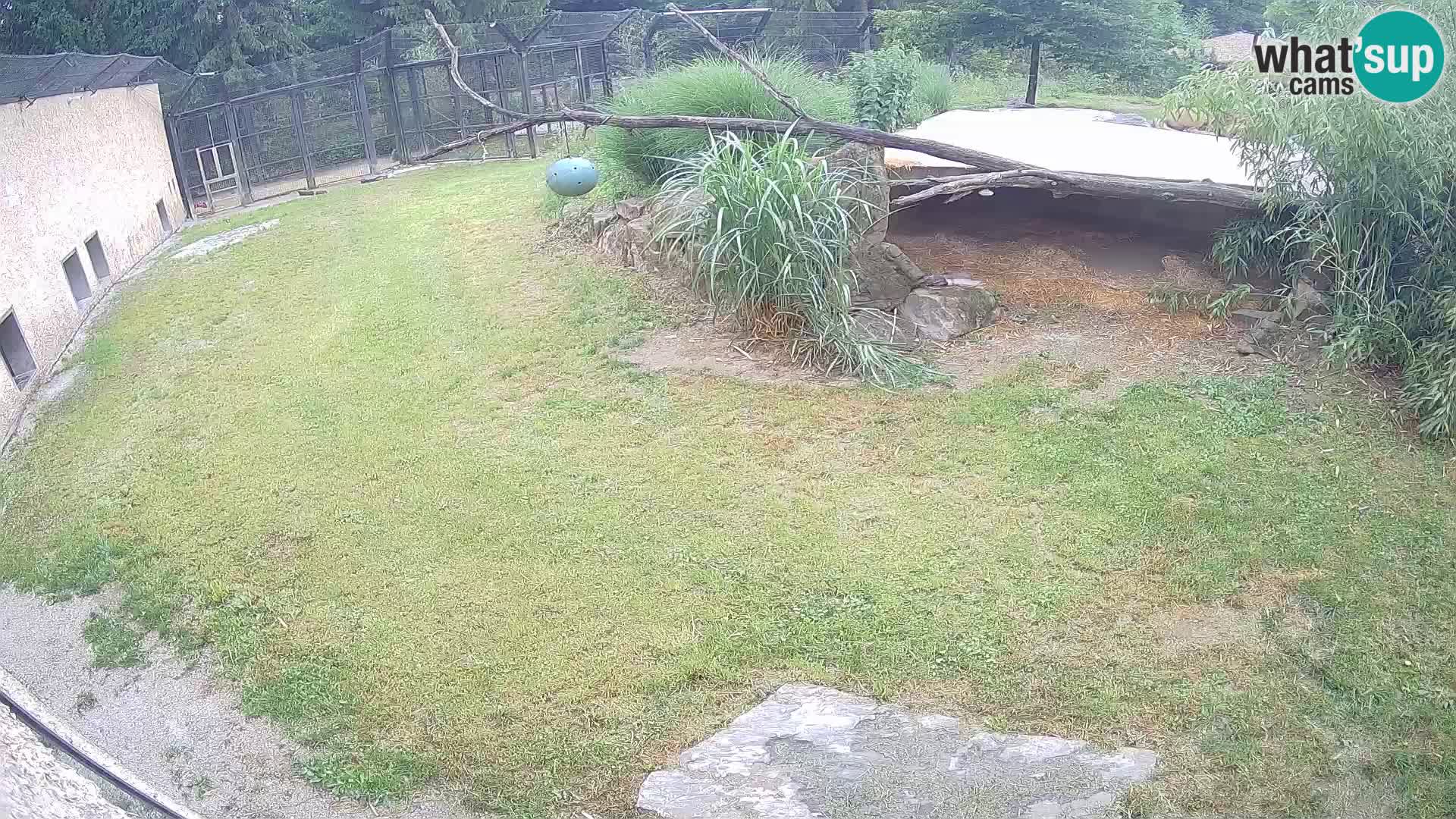 Löwe live Webcam im Zoo von Ljubljana – Slowenien