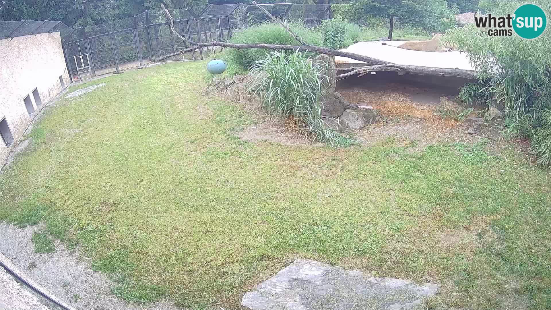 LEONE live Webcam nello zoo di Lubiana – Slovenia
