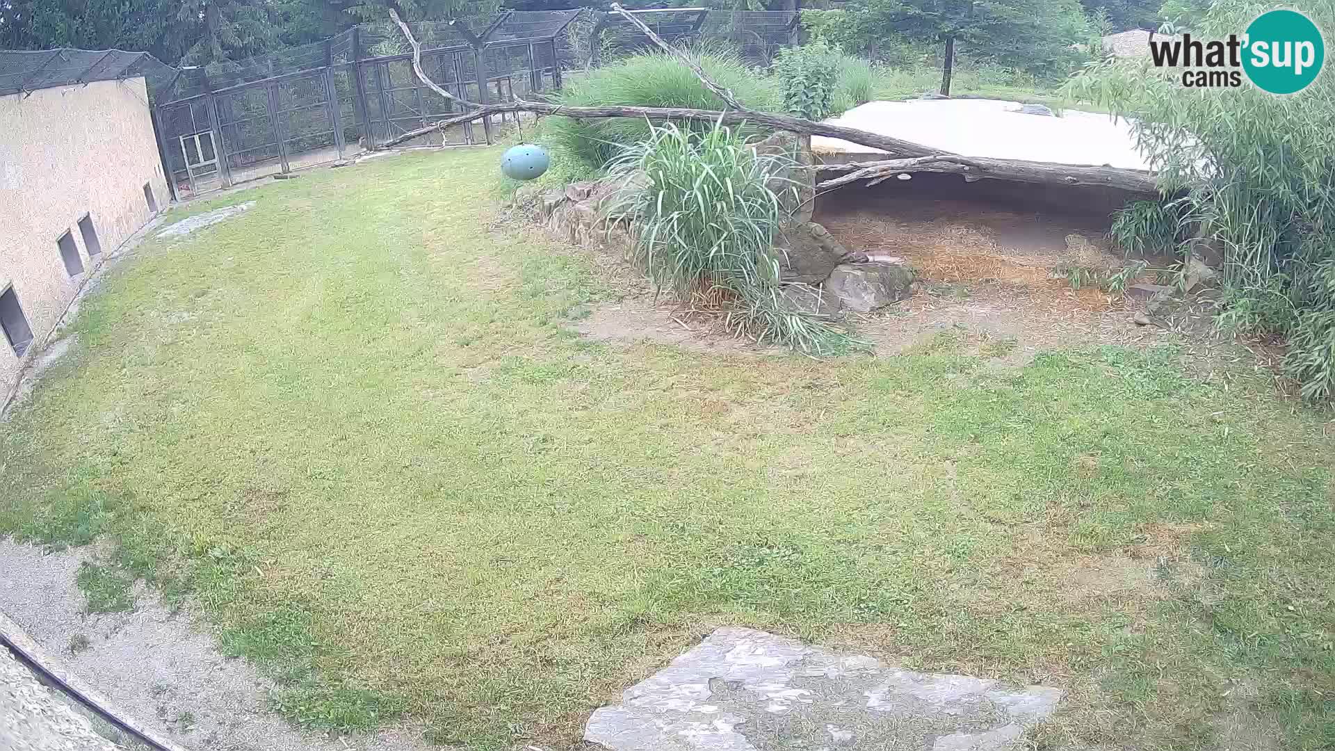 LEVI spletna kamera v živalskem vrtu Ljubljana Zoo