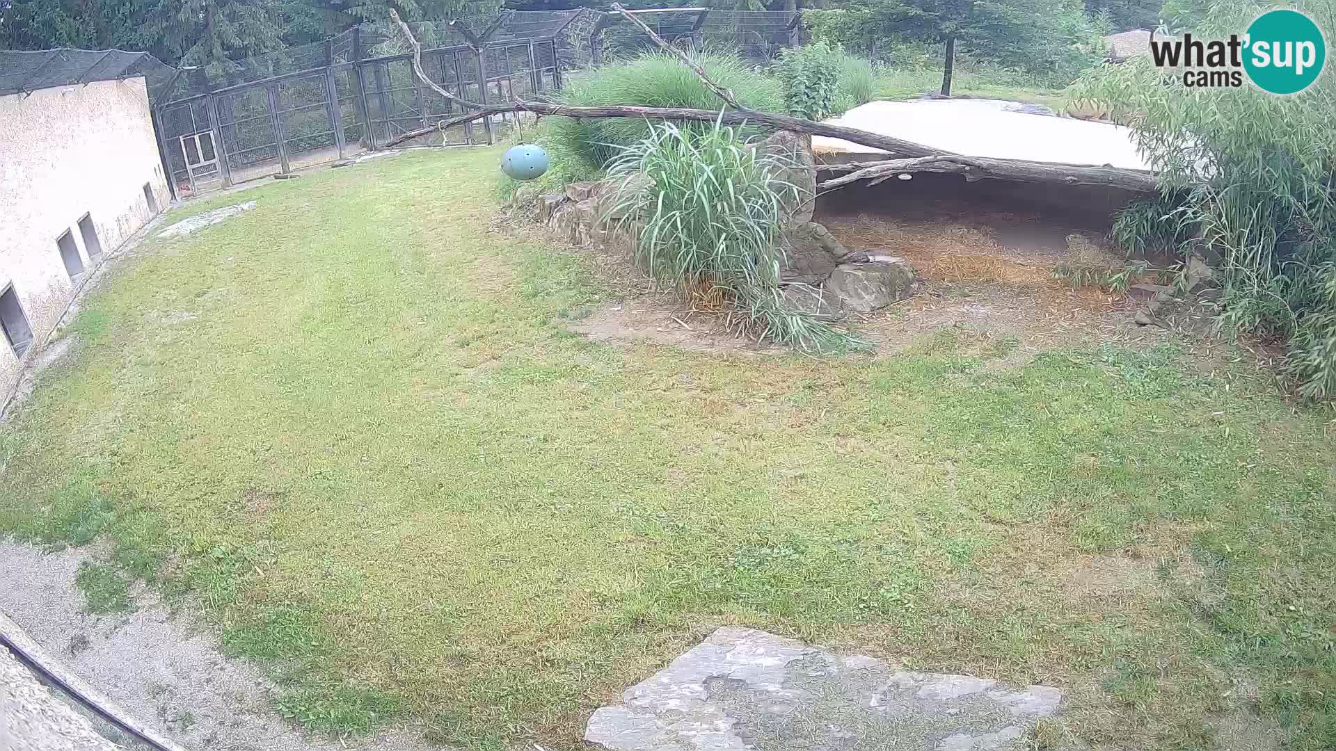 LION live Webcam in Ljubljana Zoo – Slovenia
