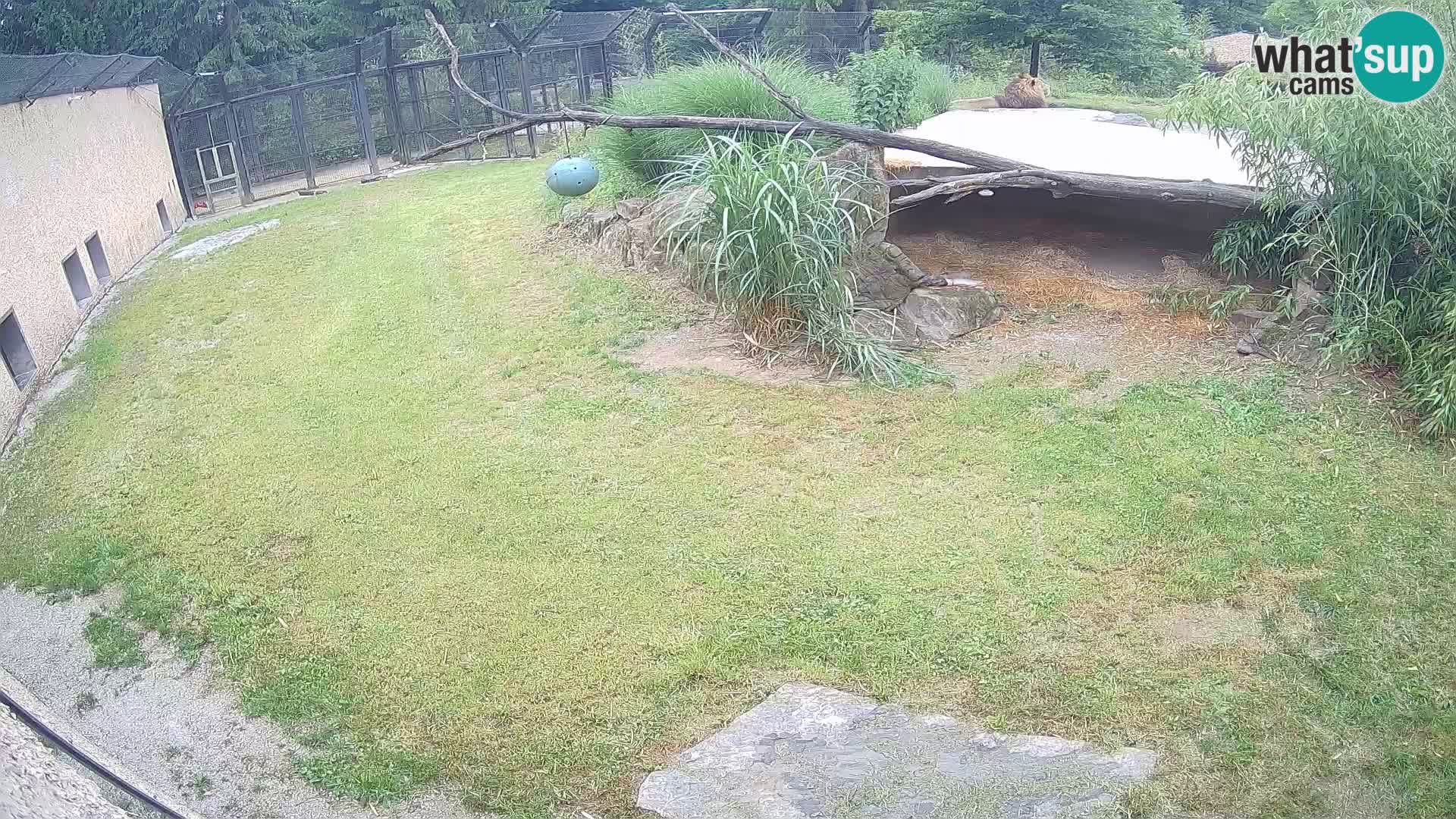 LEVI spletna kamera v živalskem vrtu Ljubljana Zoo