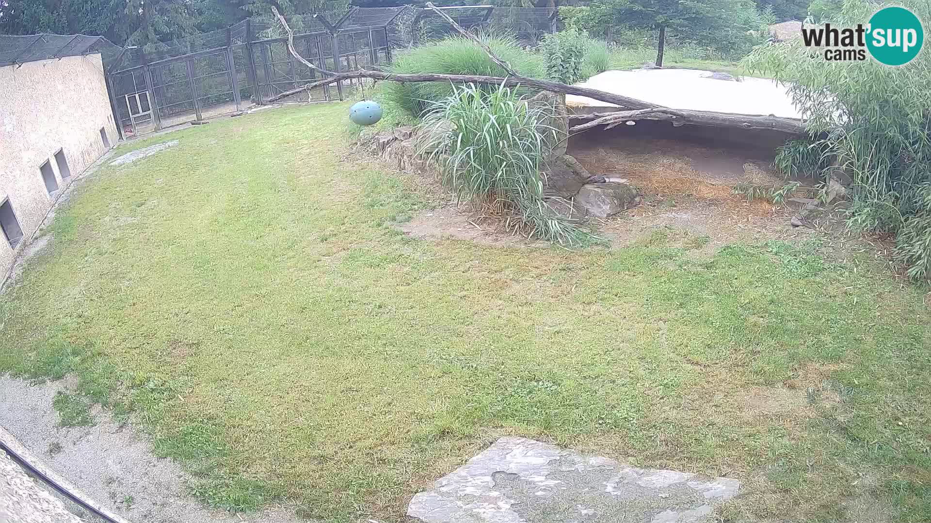 LION live Webcam in Ljubljana Zoo – Slovenia